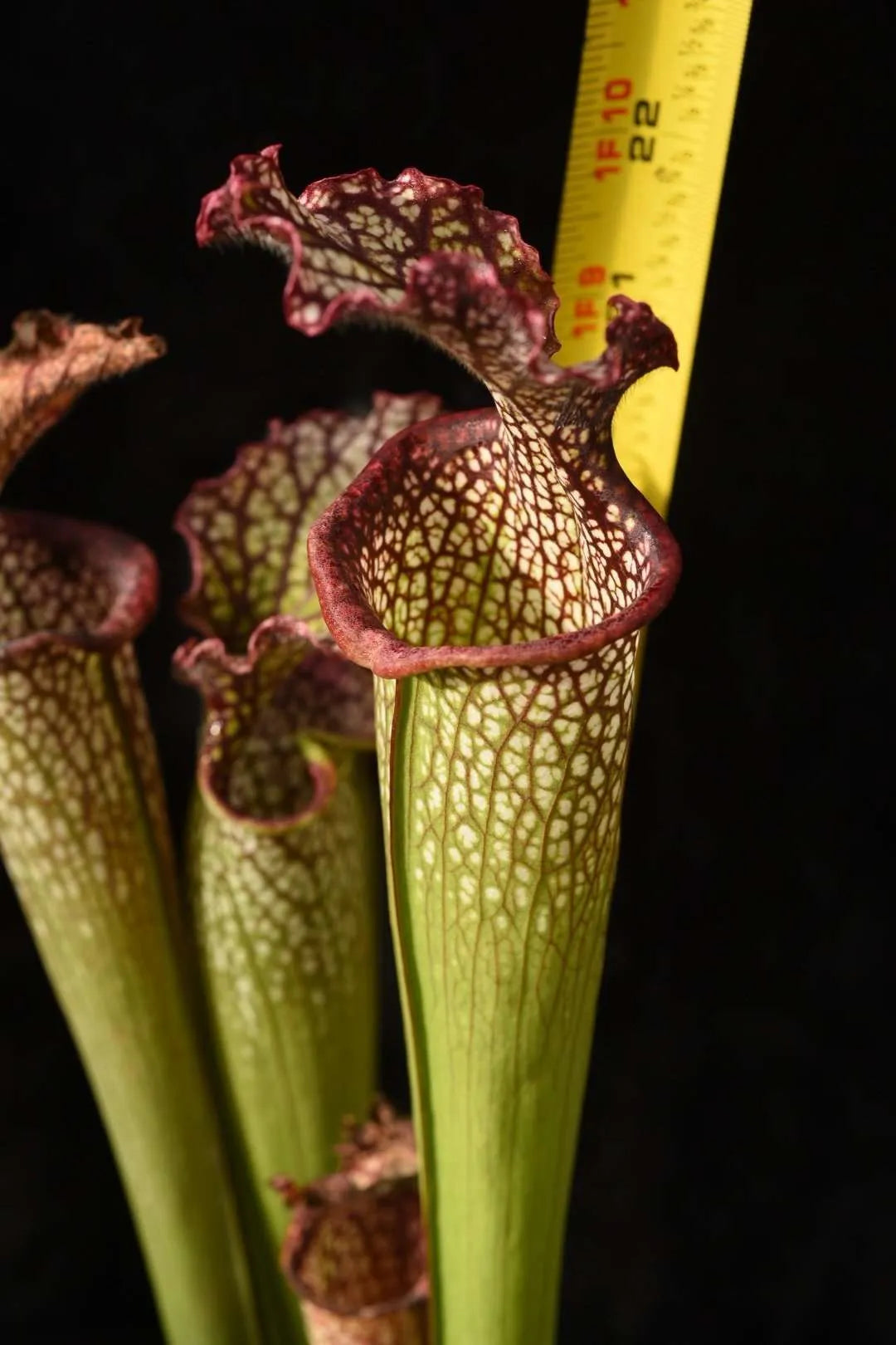 Sarracenia x Orange Sunset x leucophylla Purple Lips AH33 (Shipped Bare-Root)