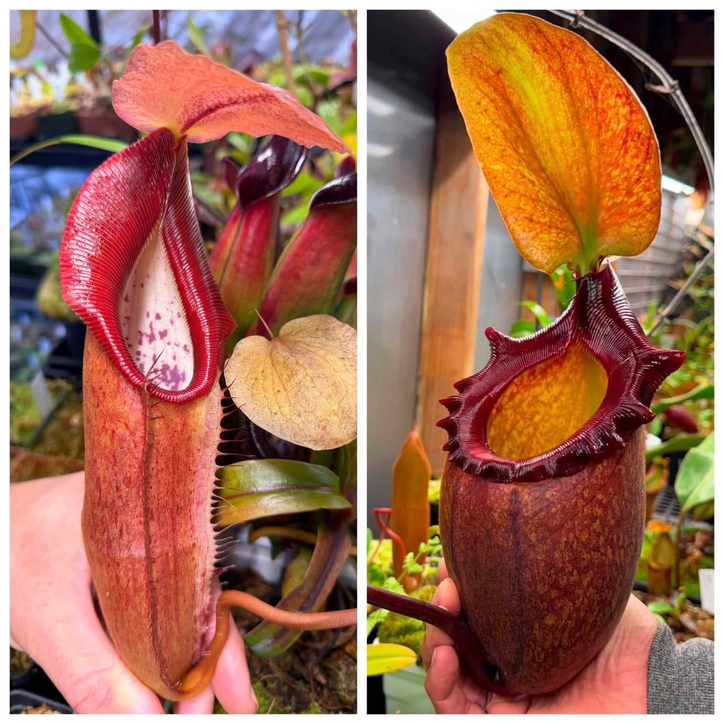 Seed - Nepenthes singalana Kunyit Giant x rajah 7-2026