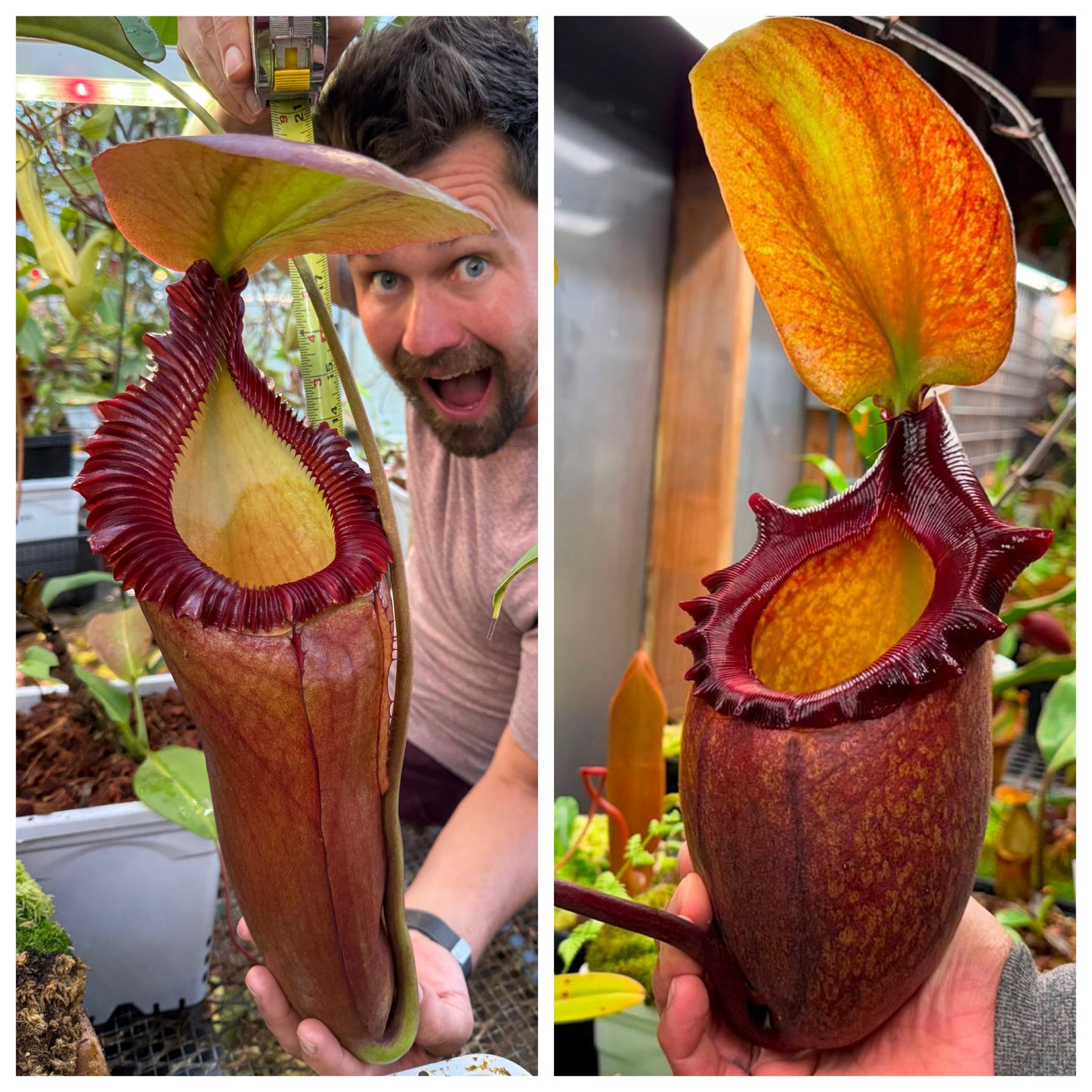 Seed - Nepenthes (rajah x edwardsiana) #2 x rajah 7-2026