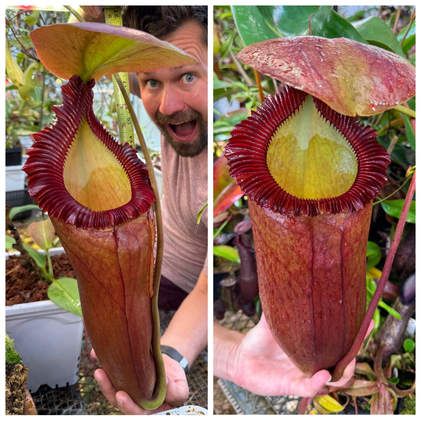 Seed - Nepenthes (rajah x edwardsiana) #2 x (rajah x edwardsiana) #1 7-2026