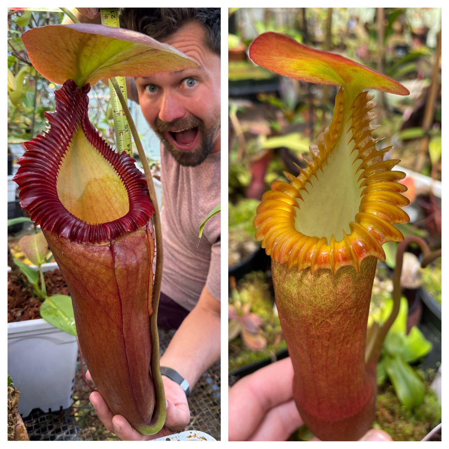 Seed - Nepenthes (rajah x edwardsiana) #2 x edwardsiana 7-2026