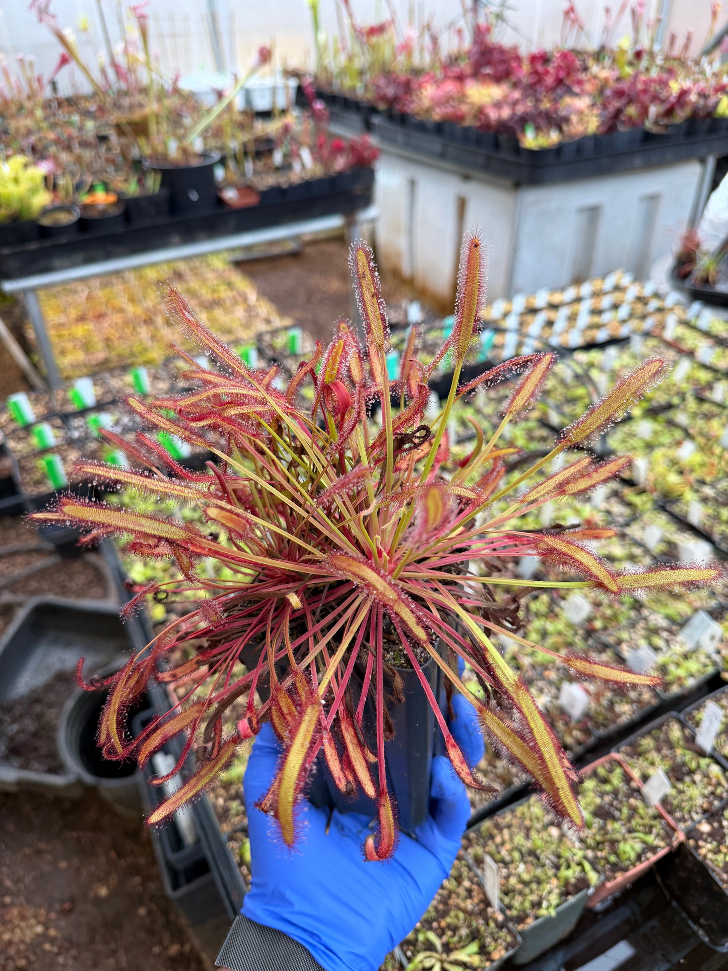 Drosera capensis Gifberg Red River Site