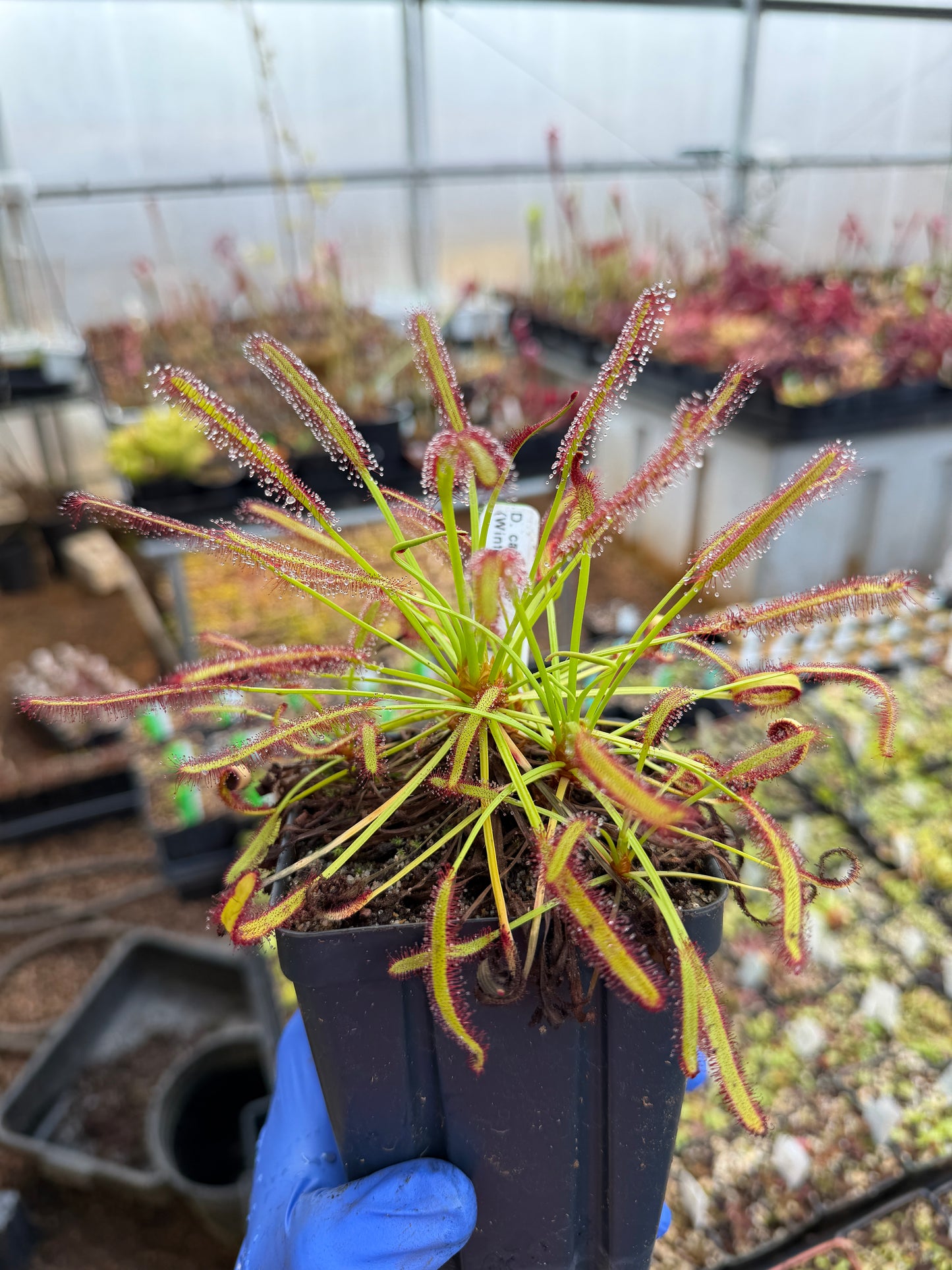 Drosera capensis (Winterhoek Mtns.)