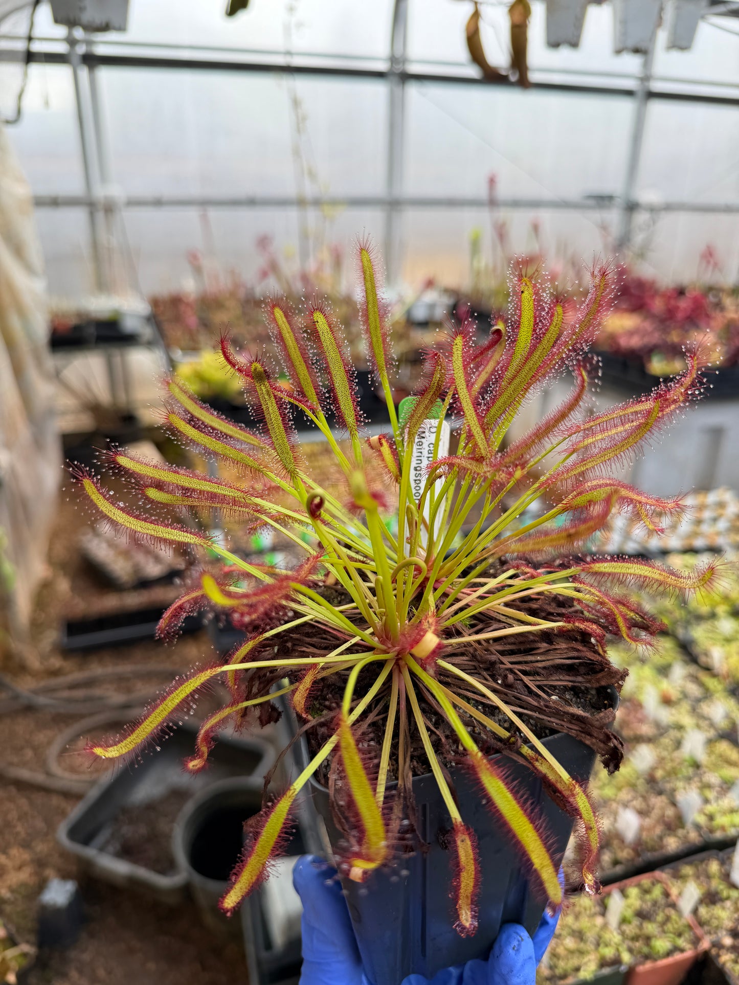 Drosera capensis (Meiringsport) 18890 (JT)
