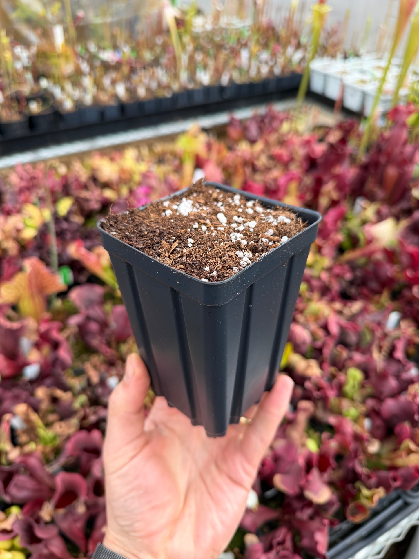 3.5” x 5” Deep Square Pot – Pre-Filled with My Favorite Peat-Perlite Mix (Ready for Carnivorous Plants)