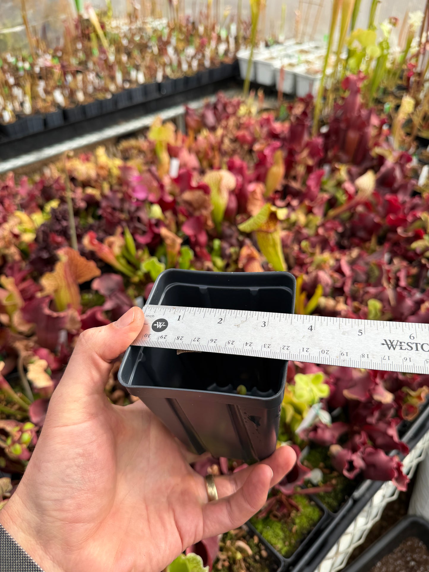 3.5” x 5” Deep Square Pot – Perfect for Carnivorous Plants