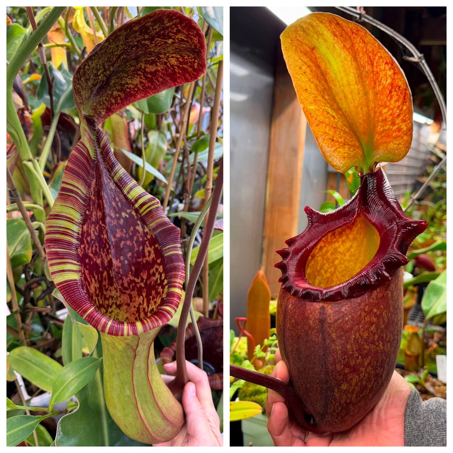 Seed - Nepenthes (lowii x truncata Original Grex) x rajah 7-2026