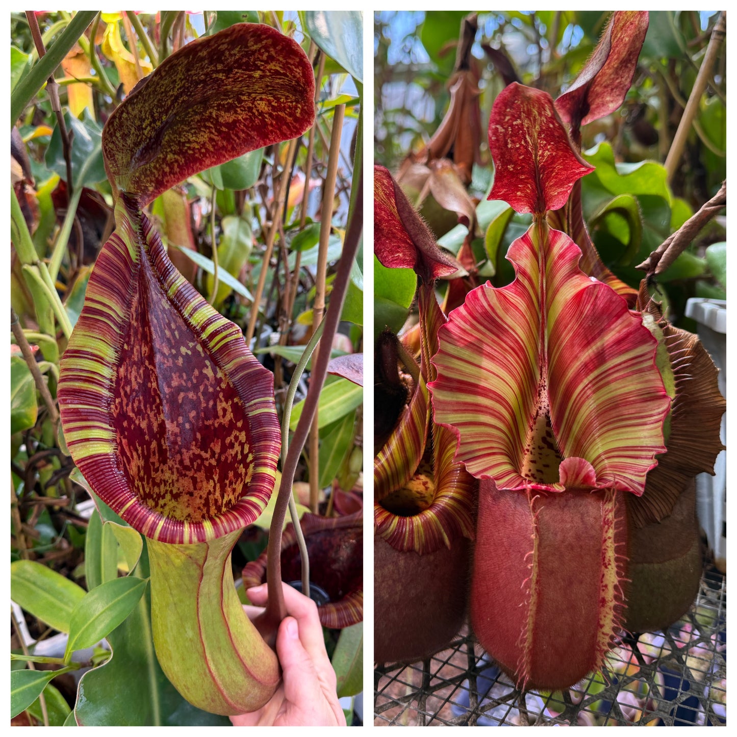 Seed - Nepenthes (lowii x truncata Original Grex) x veitchii Candy Dreams 7-2026