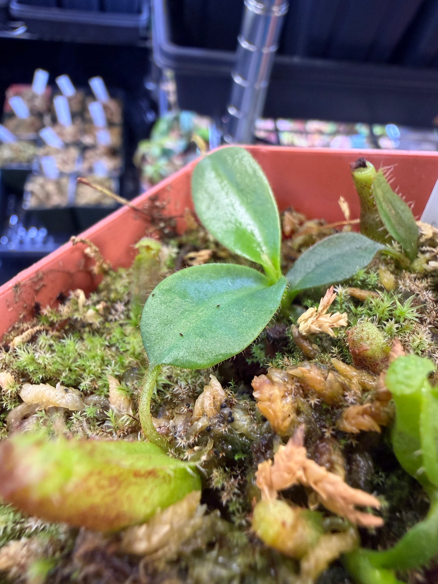N81 Nepenthes (spathulata x edwardsiana) x mollis (Shipped Bare-Root)