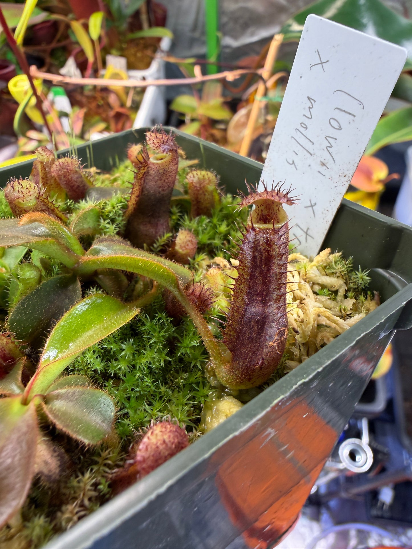 N74 Nepenthes (lowii x truncata) x mollis (Shipped Bare-Root)