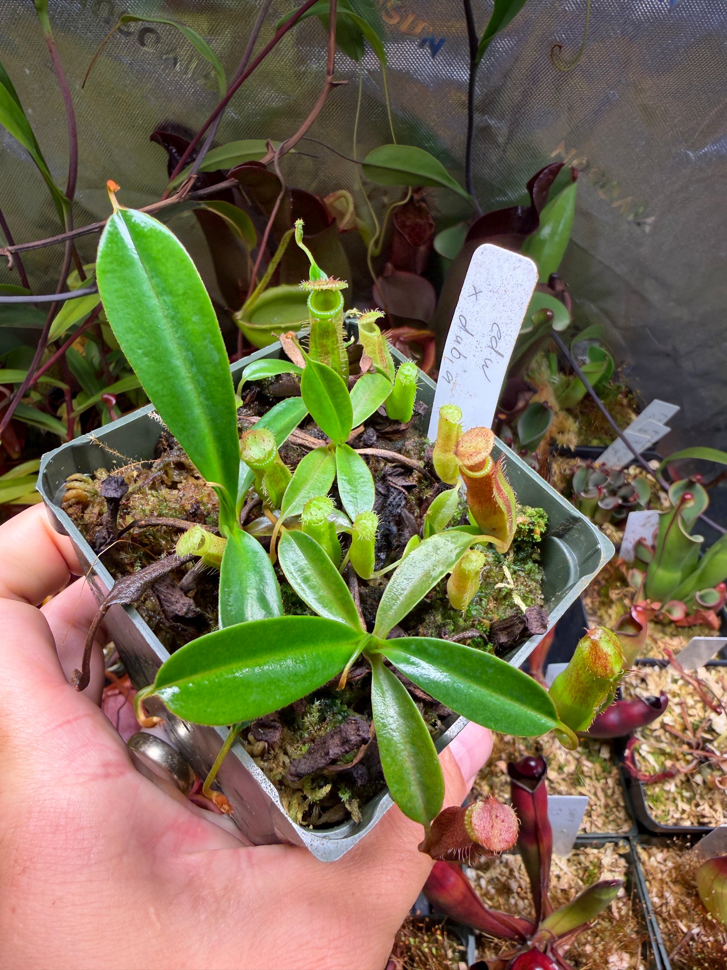 N67 Nepenthes edwardsiana x dubia (Shipped Bare-Root)