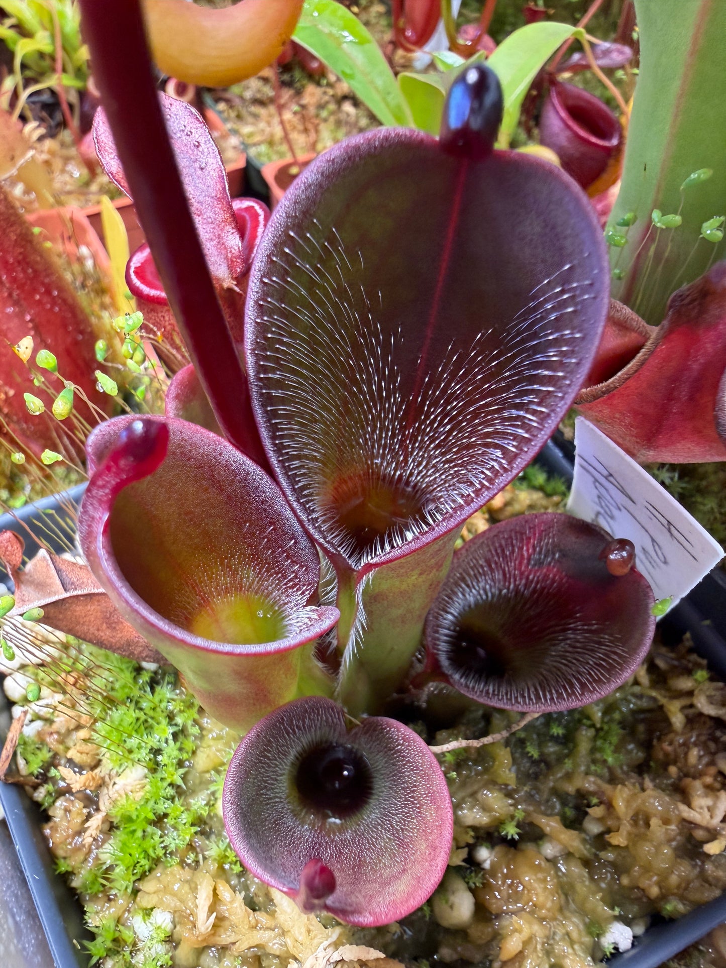 Heliamphora pulchella Apacapa