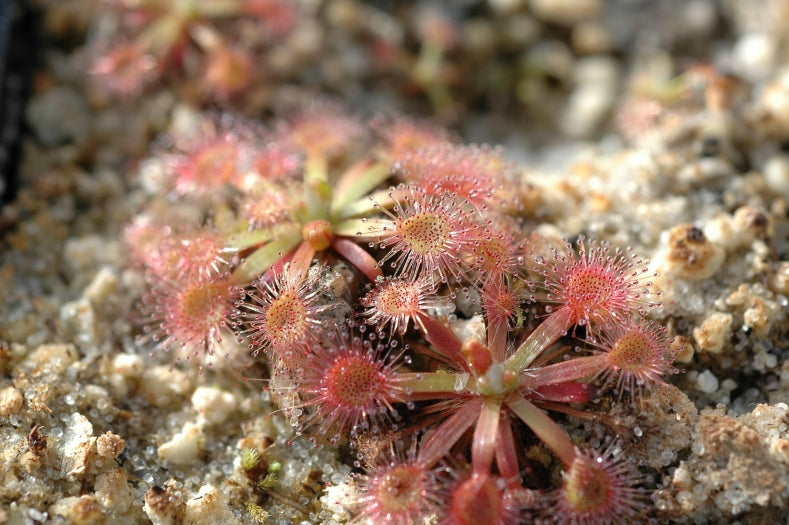 Drosera ericksoniae x pulchella Gemmae (20 Count) - Carnivorous Sundew