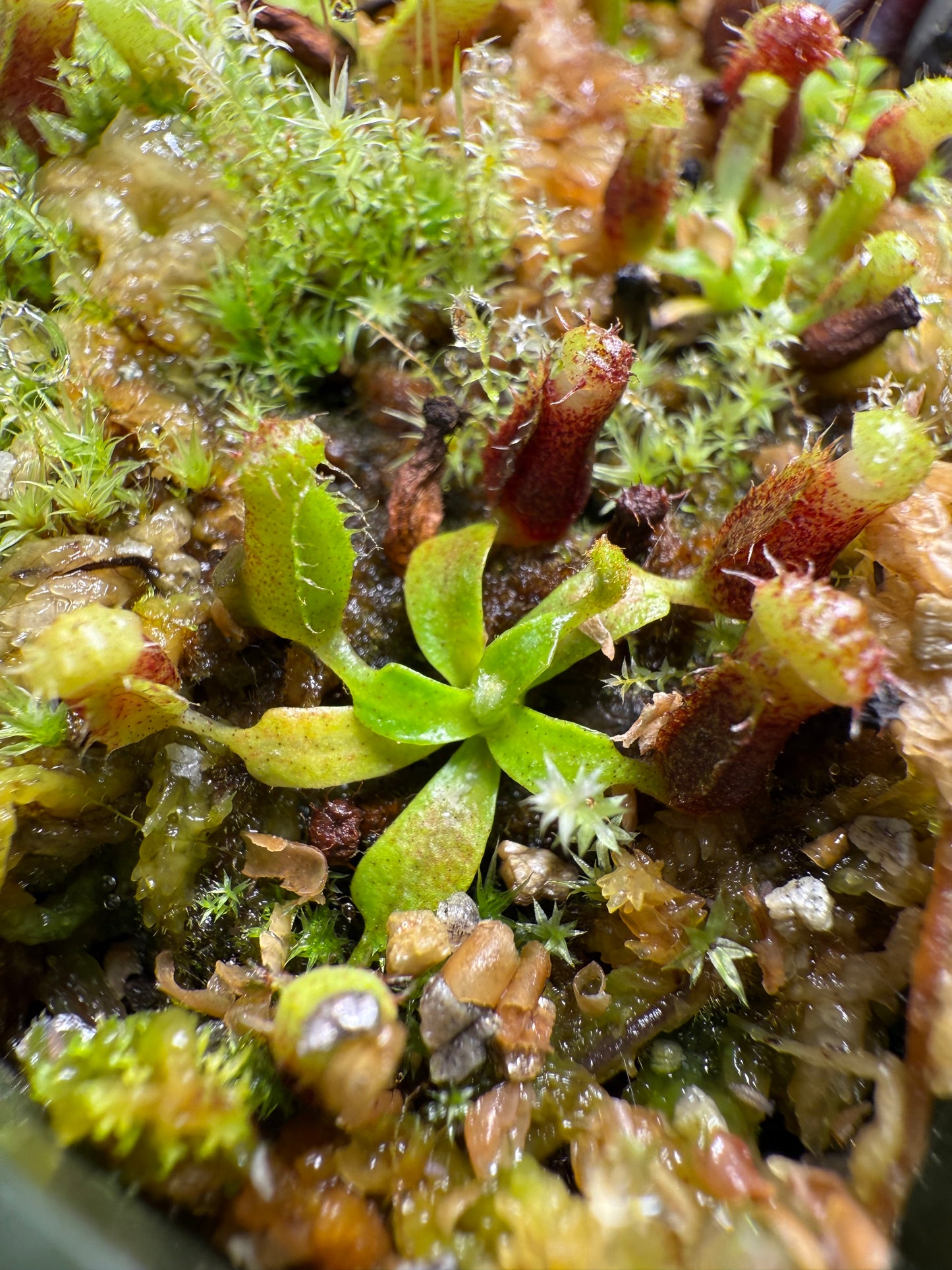 Nepenthes trusmadiensis x villosa