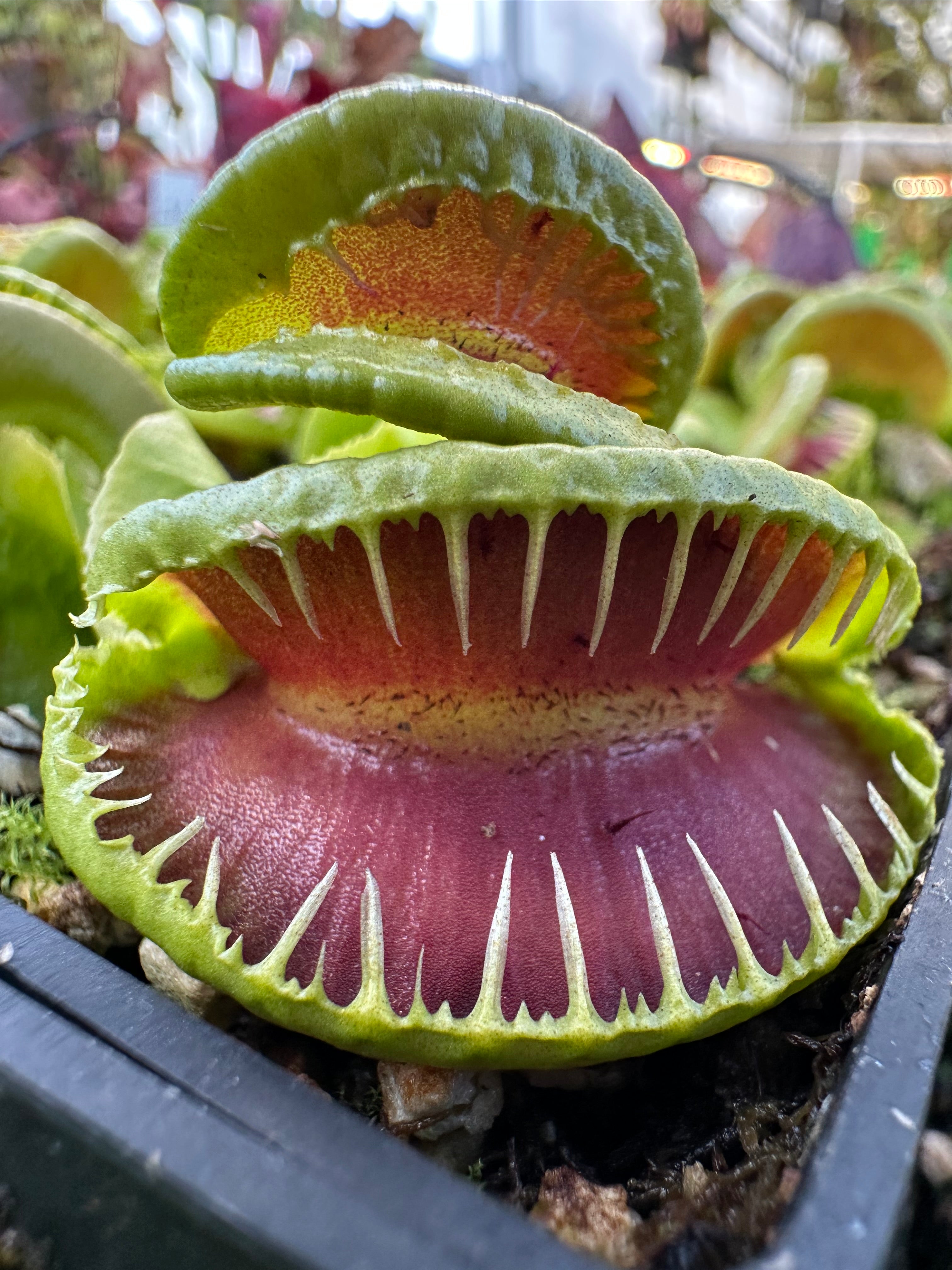 Carnivorous Plants For Sale Near Me