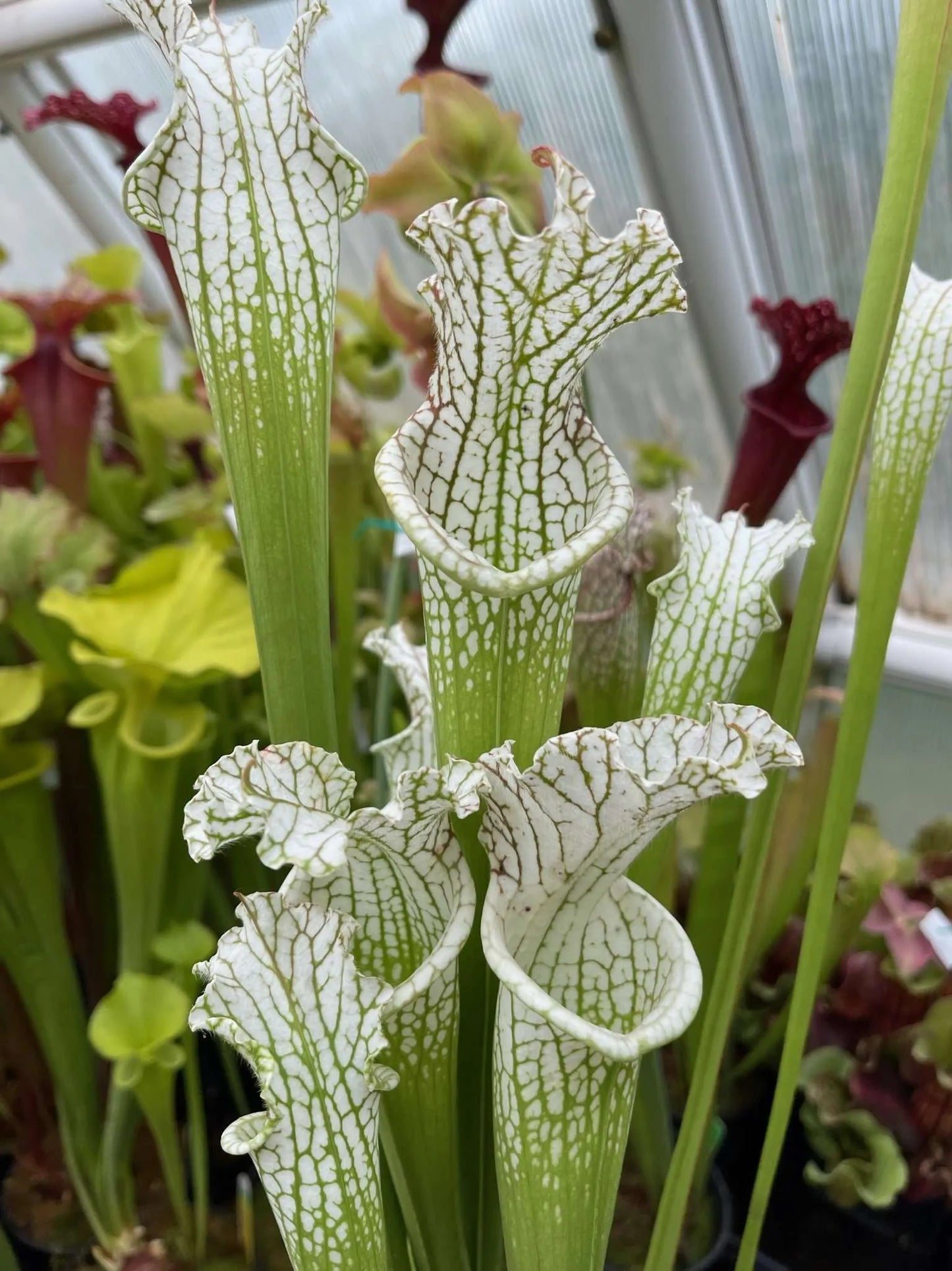 Sarracenia leucophylla MK L45 Alba Perdido AL