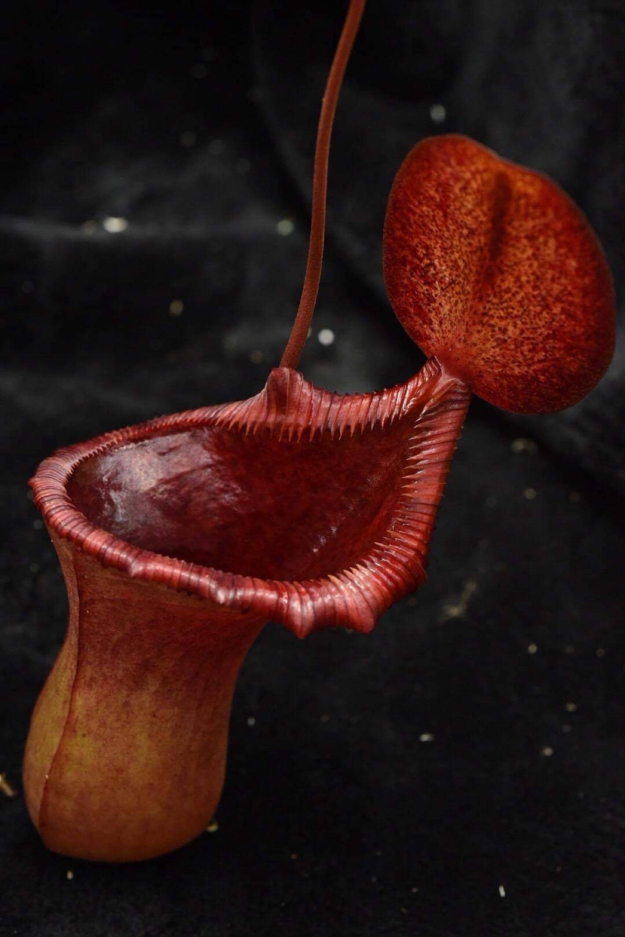Nepenthes ‘The Succubus’ Female (Rooted Cutting)