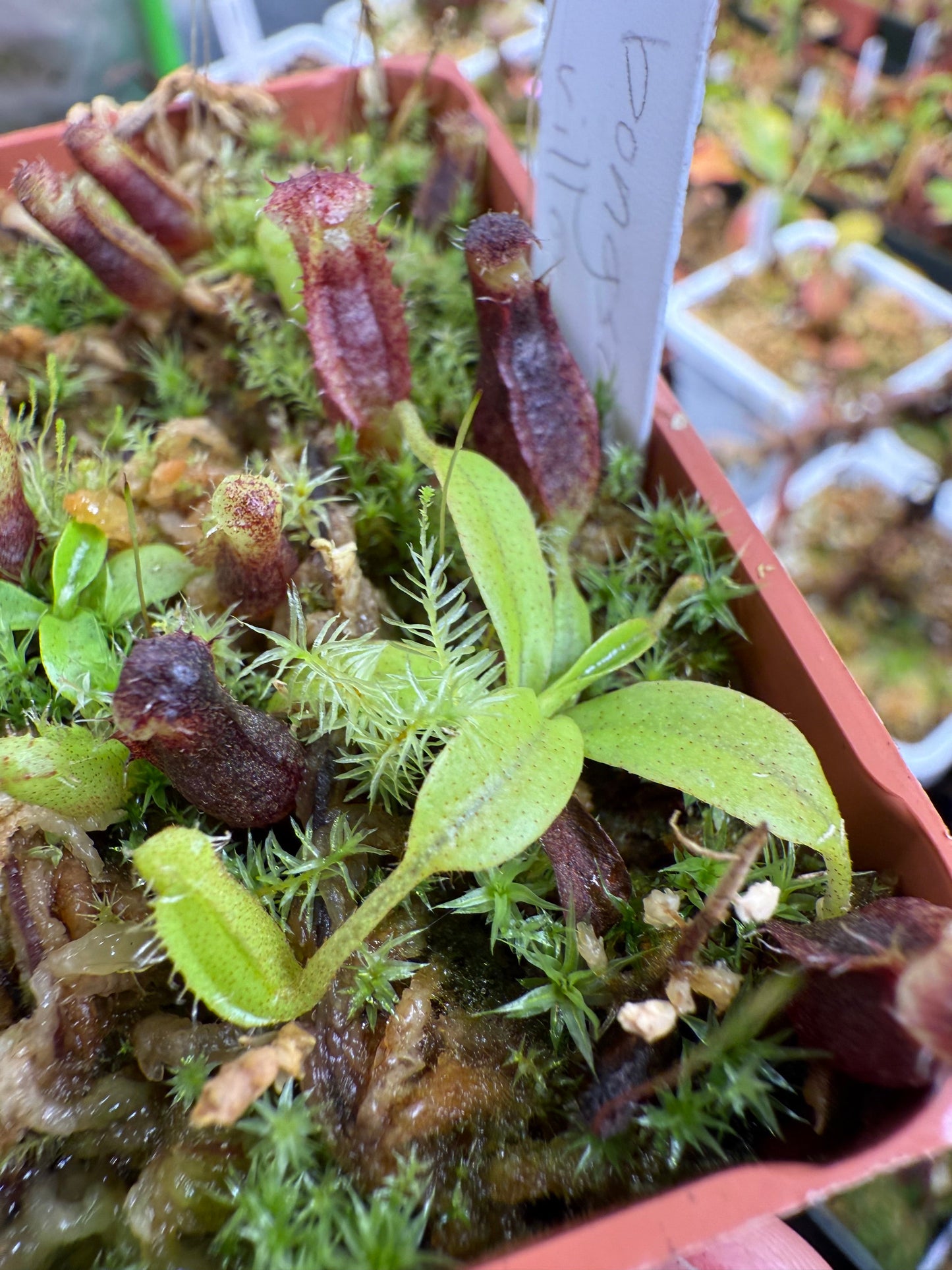 Nepenthes bongso x villosa (Seed Grown)