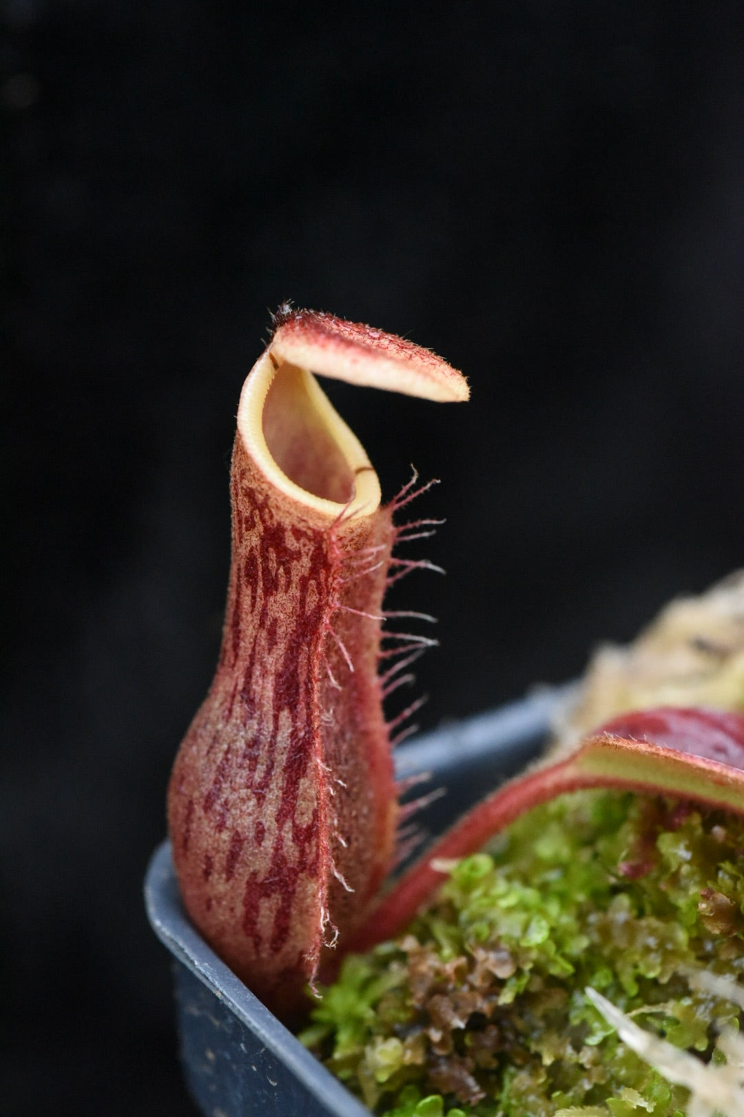 Nepenthes boschiana x mollis (Seed Grown)
