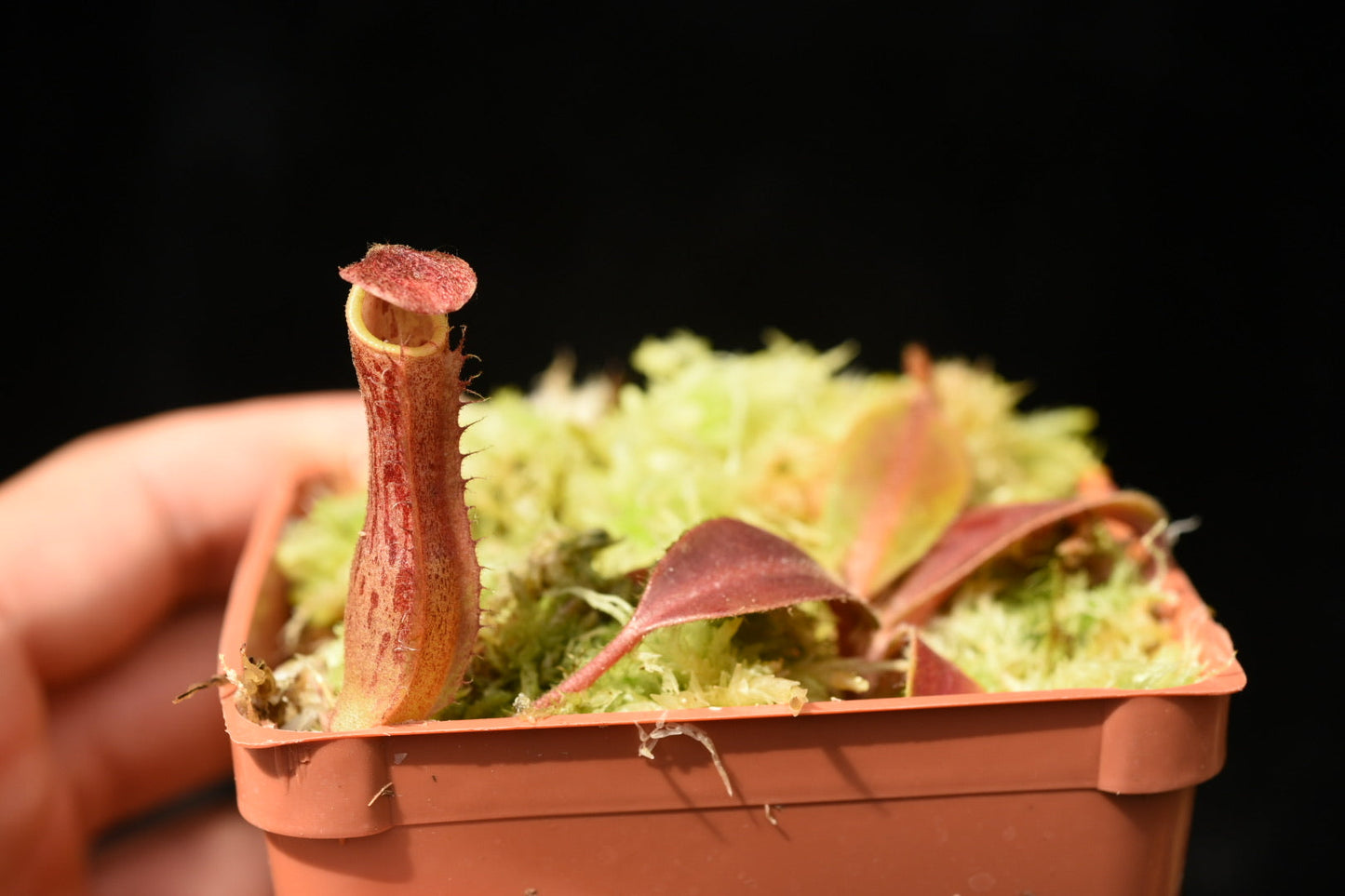 Nepenthes boschiana x veitchii Candy Stripe Sean (Seed Grown)
