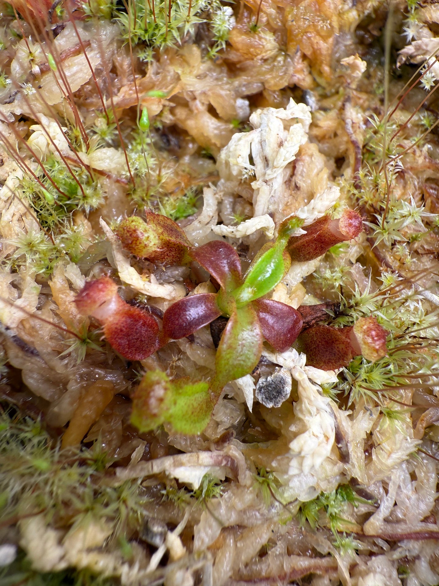 Nepenthes edwardsiana x macrophylla (Seed Grown)