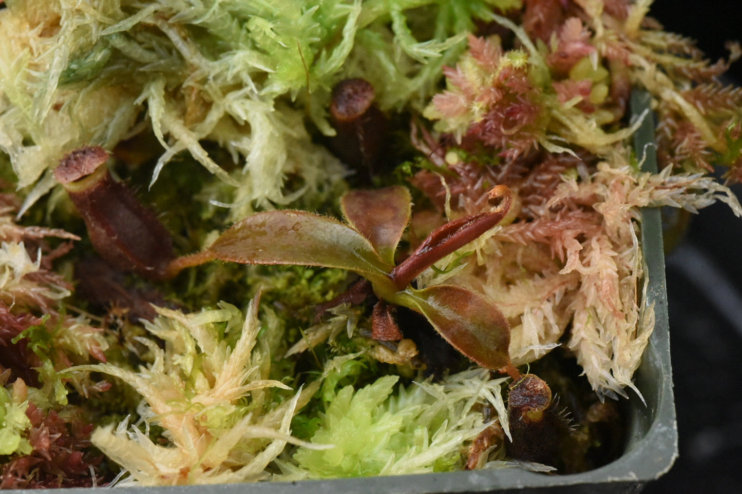 Nepenthes naga Paul B. x peltata (Seed Grown)