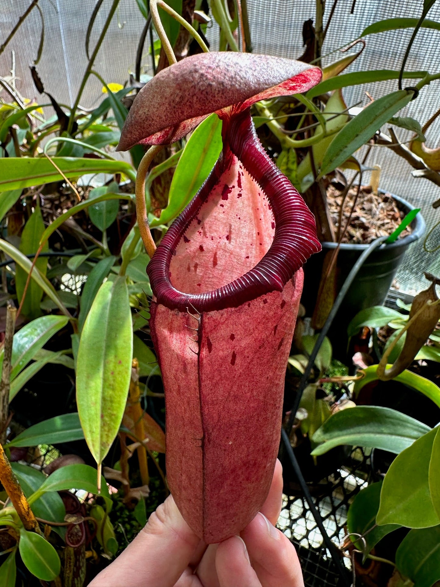 Nepenthes sibuyanensis x (spectabilis x beccariana) (Rooted Cutting)