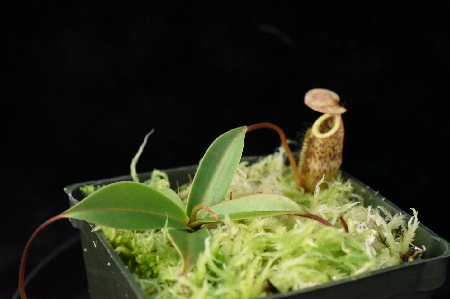 Nepenthes ulukaliana (Previously N. macfarlanei) (Seed Grown)