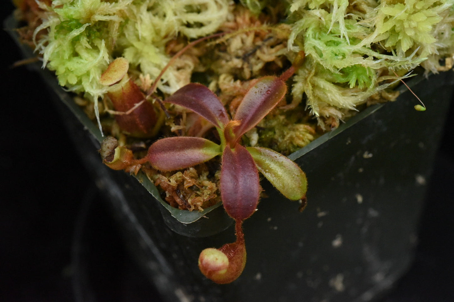 Nepenthes veitchii M Striped x villosa (Seed Grown)