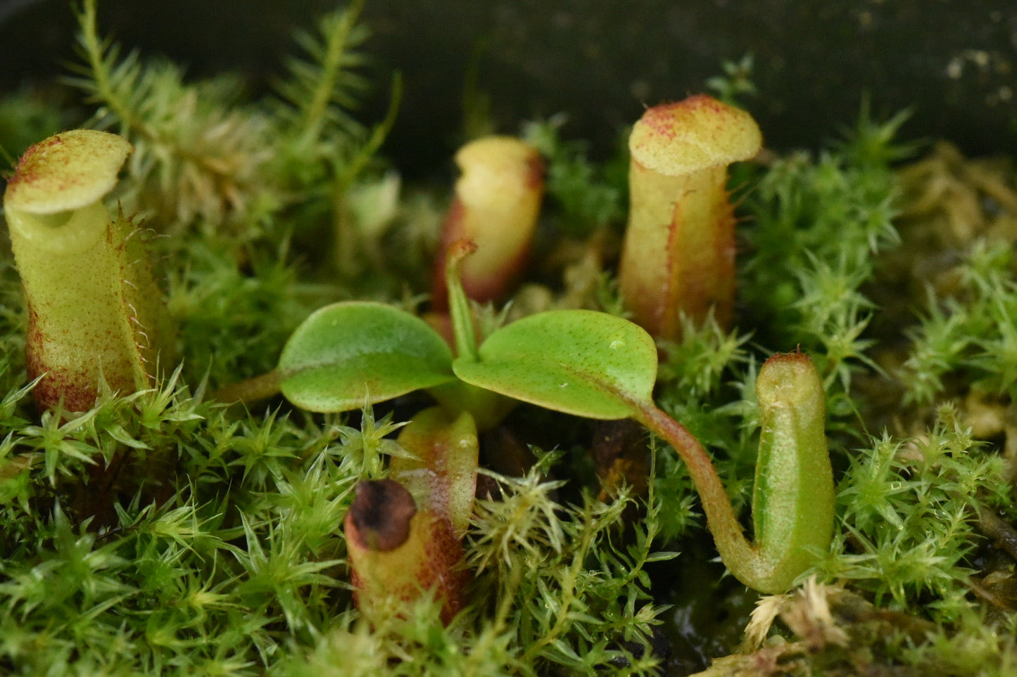 Nepenthes villosa x mira (Seed Grown)