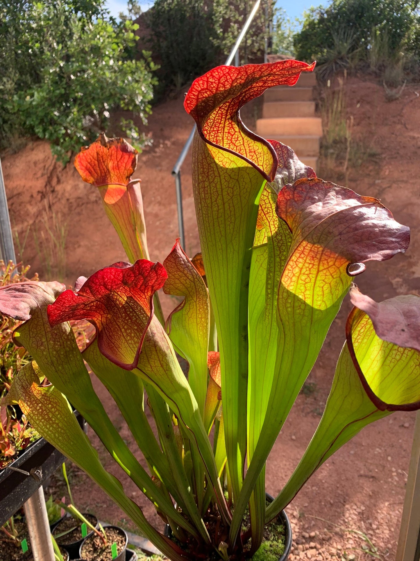 Sarracenia x Deep Throat