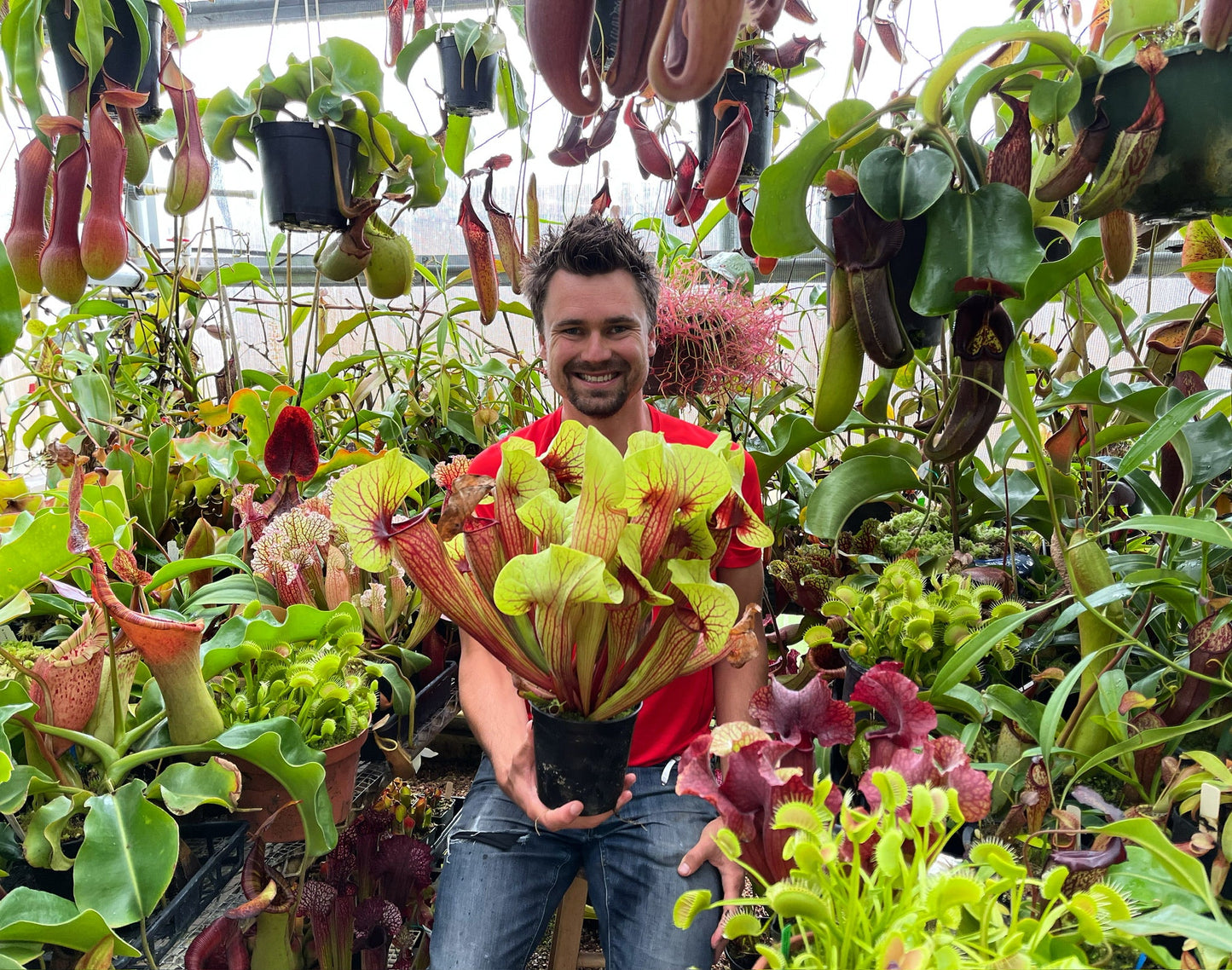 Sarracenia x MK H148 Peaches