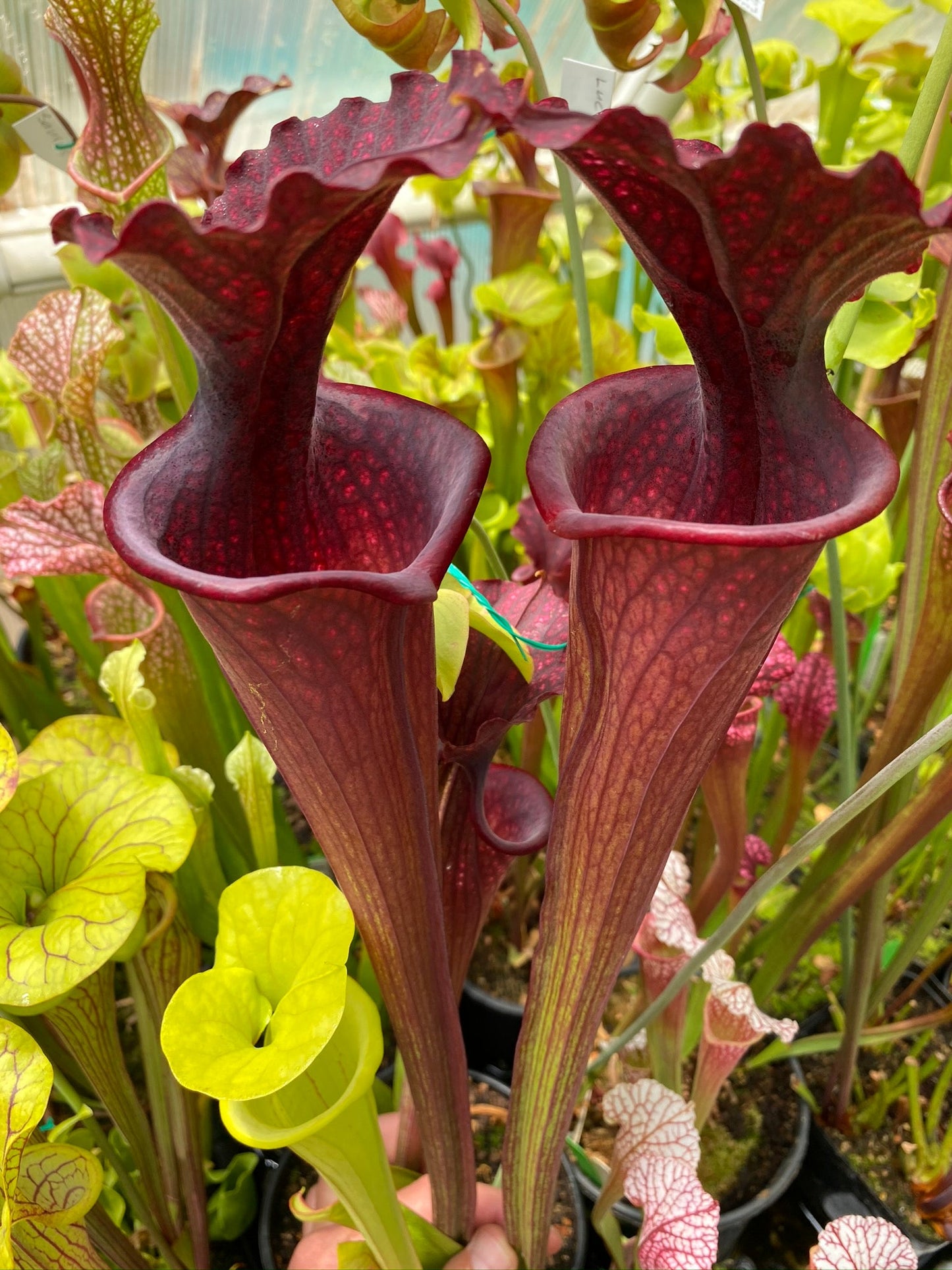Sarracenia x Phils Super Giant Red