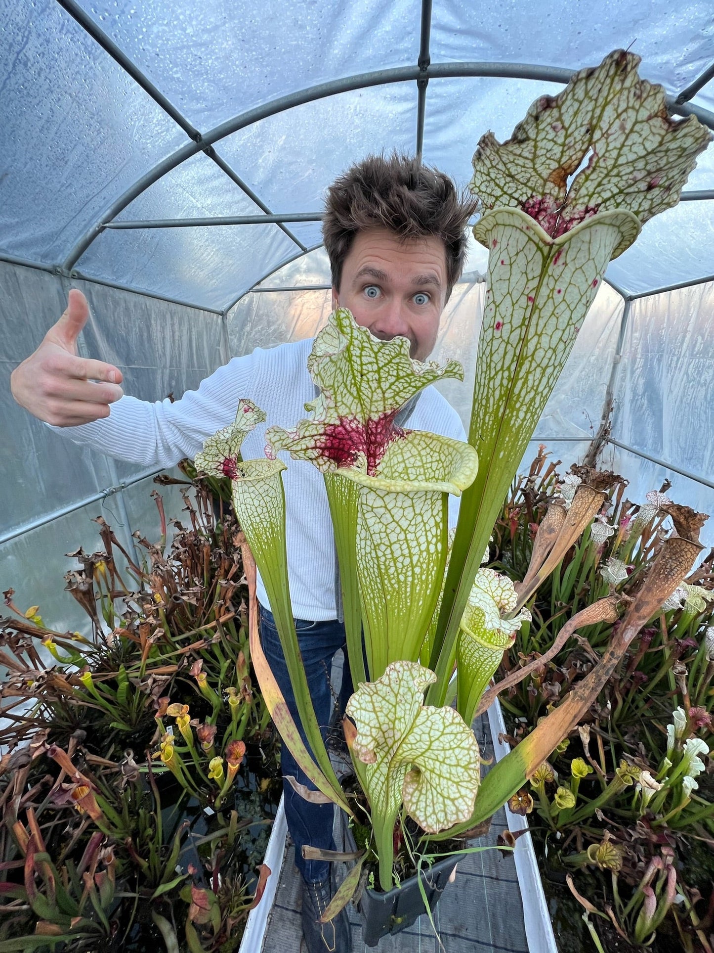 Sarracenia x Red Thong