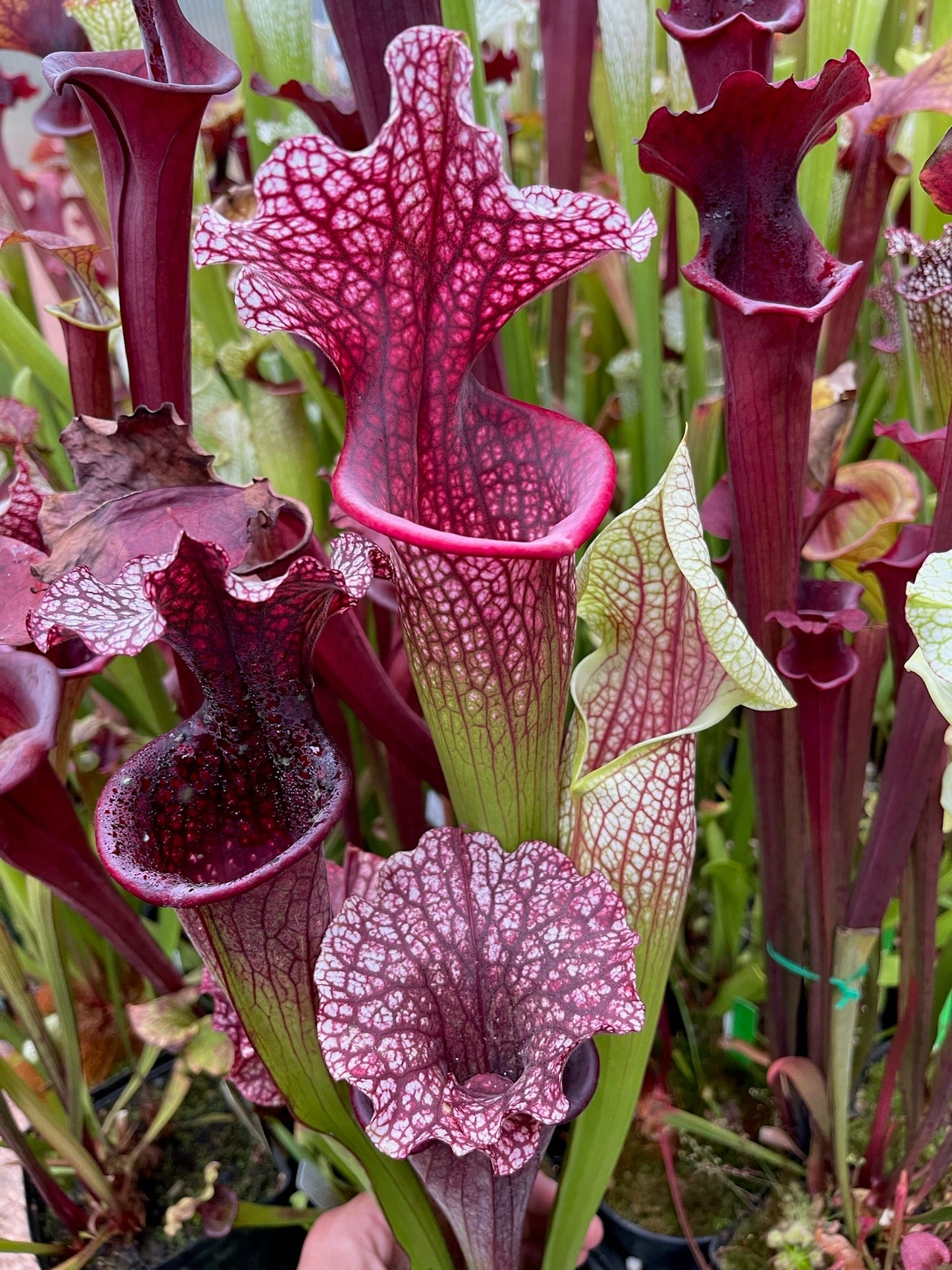 Sarracenia x Stanya (Premysl Otakar I x Adrian Slack #10)
