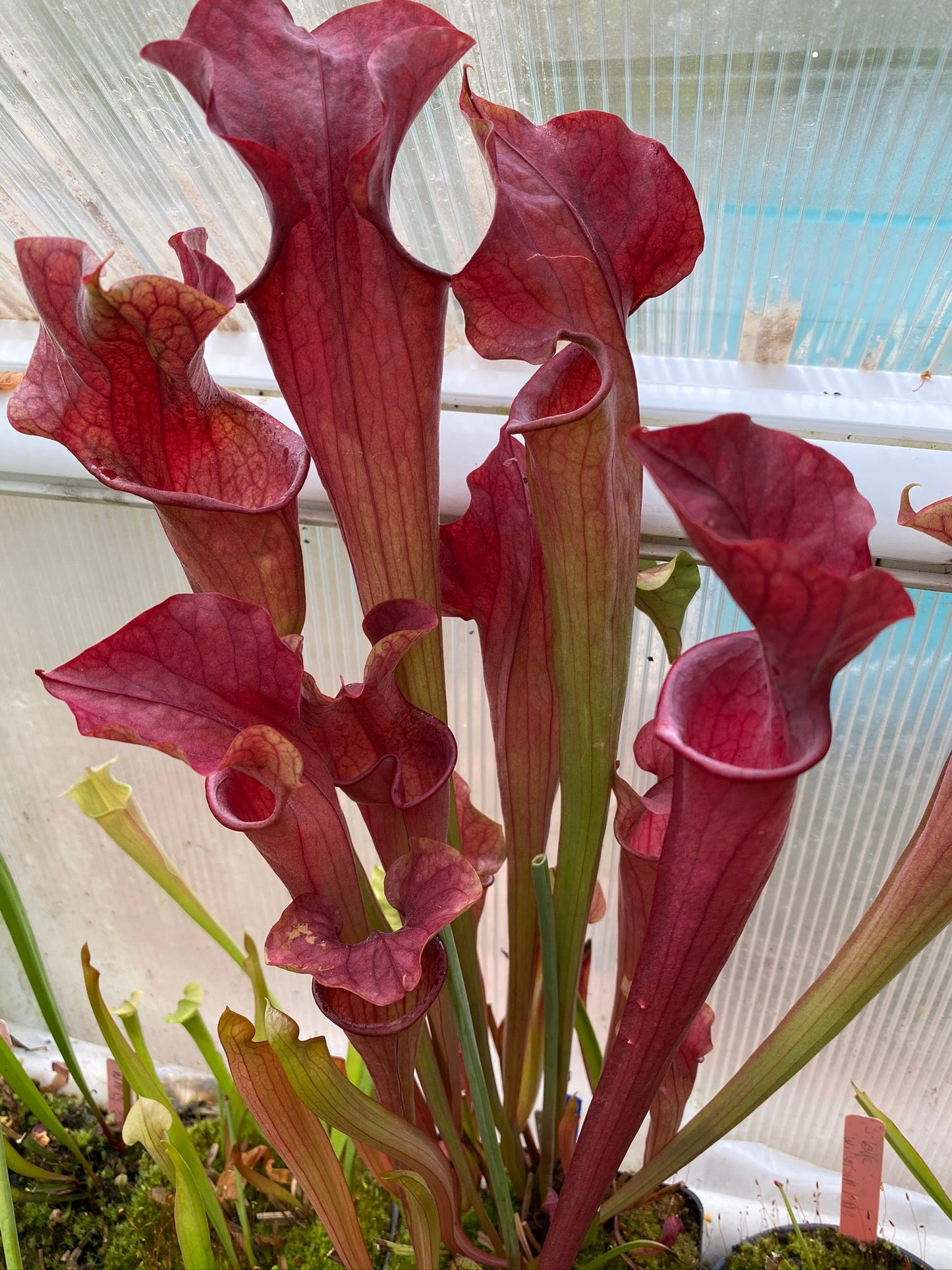 Sarracenia x oreophilla x Willisii