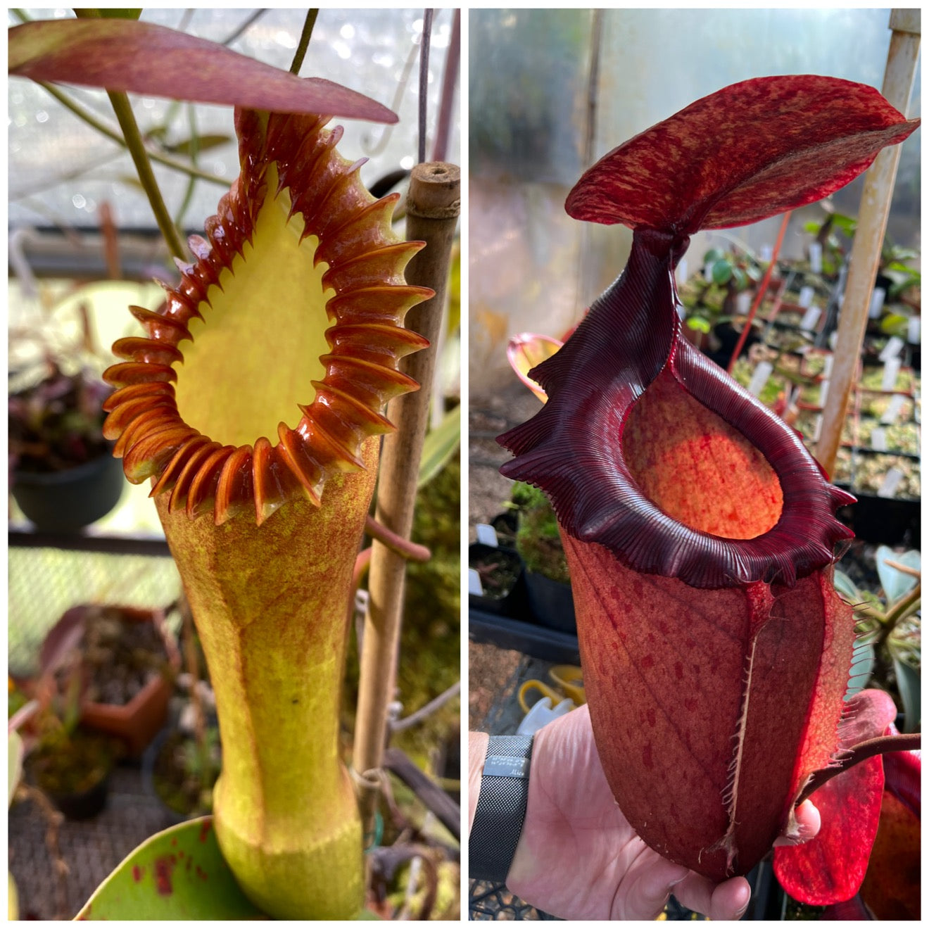 Seed - Nepenthes edwardsiana x Leviathan 8-2025