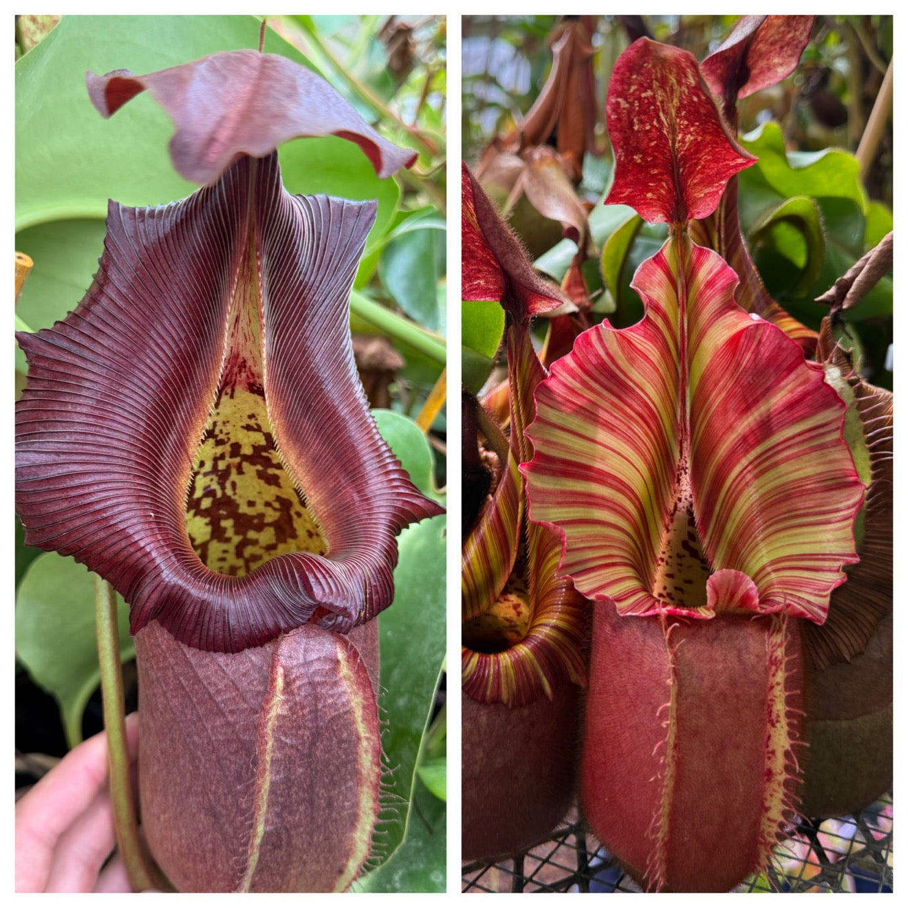 Seed - Nepenthes robcantleyi Q x Candy Dreams