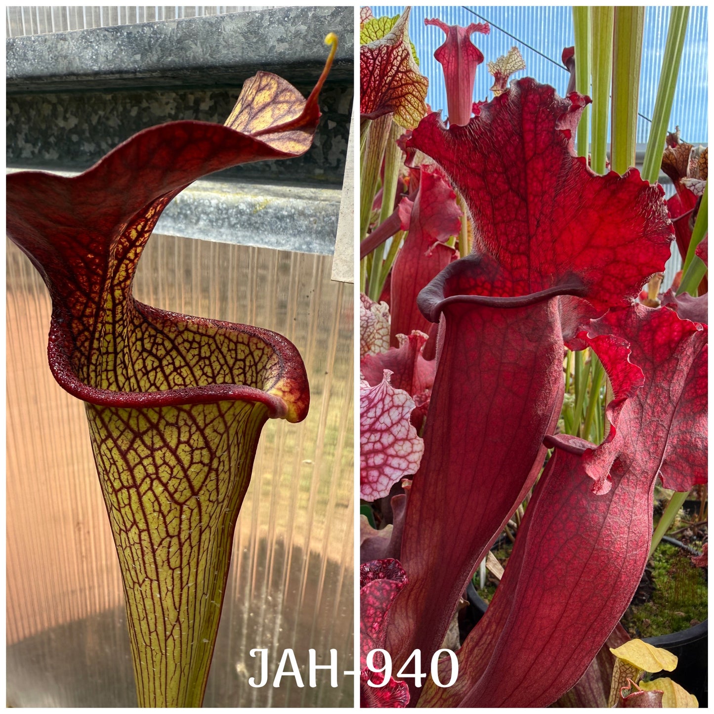 Seed - Sarracenia Aimee Ruth x mitchelliana DP