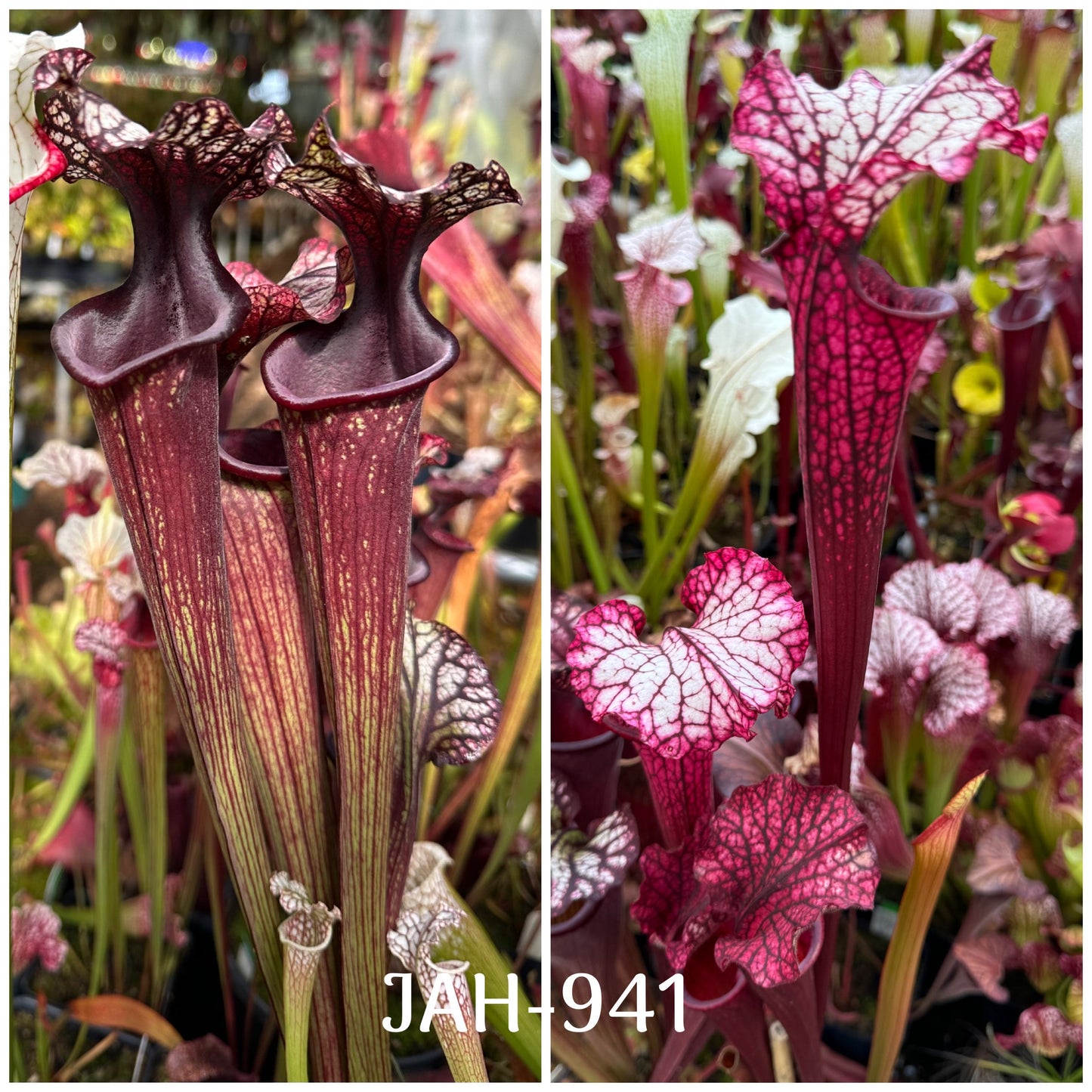 Seed - Sarracenia Bloody Punch x (leucophylla Hurricane Creek White F x Saxapahaw clone B)