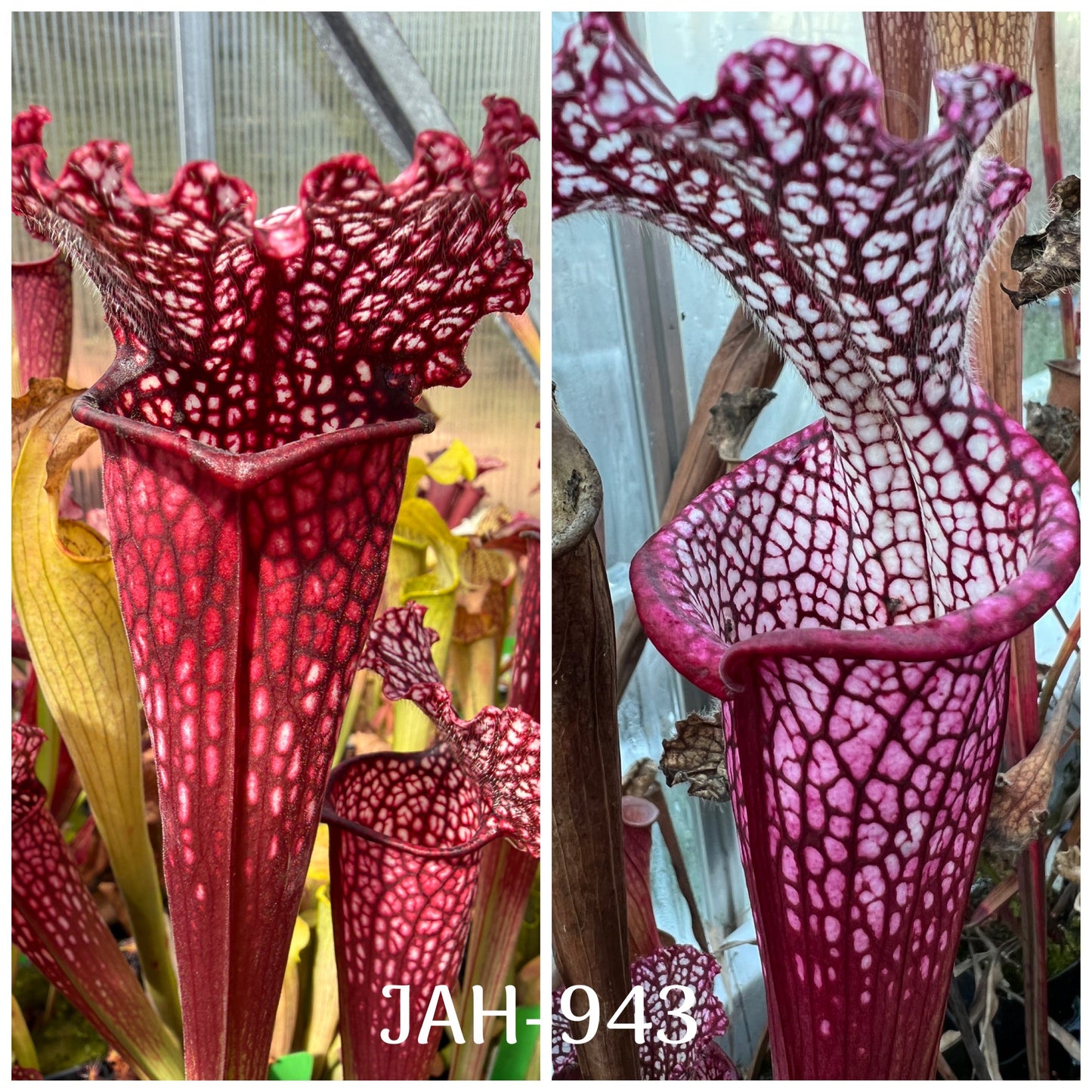 Seed - Sarracenia (DRSH 288 - Sarracenia Rudolf II x Leucophylla Santa Rosa County, near Yellow River, Florida (MSr L22D/clone A (MSr)) x Dionne