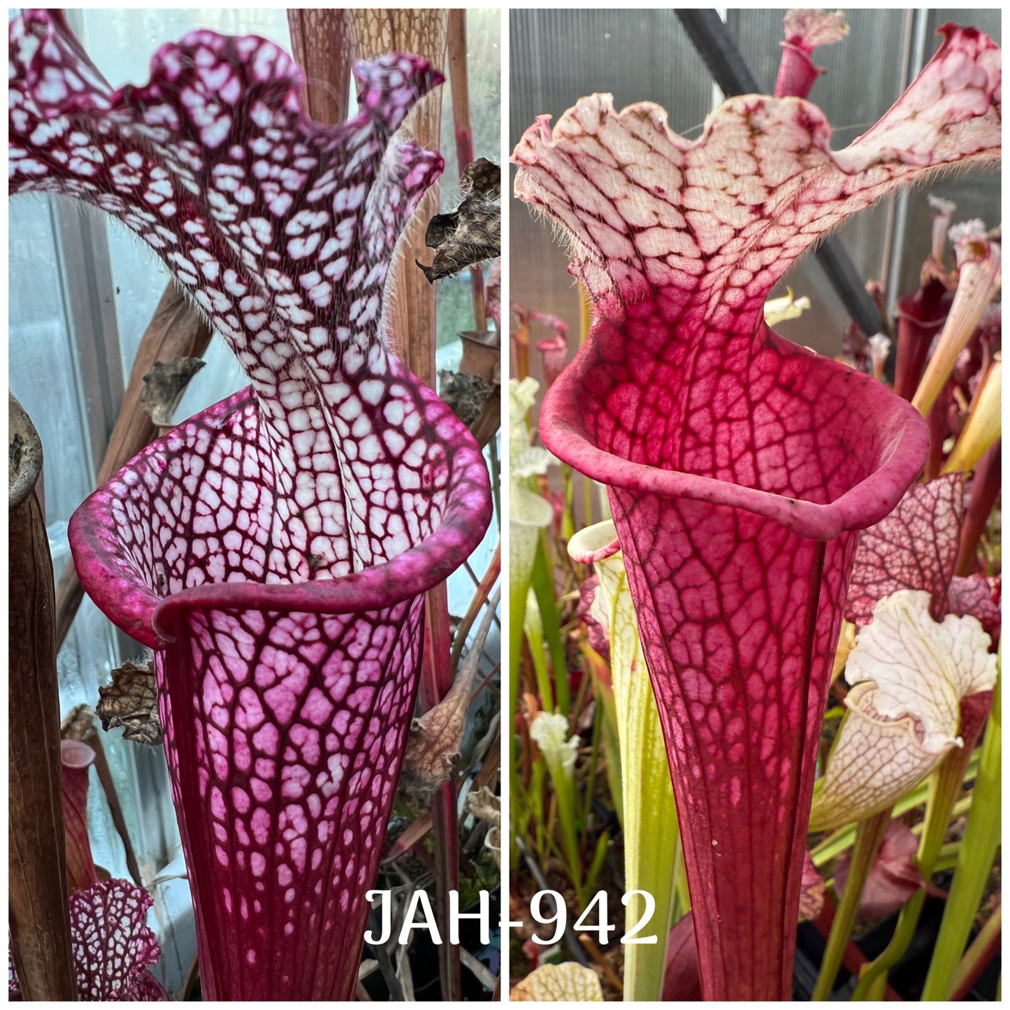 Seed - Sarracenia Dionne x (leucophylla MK L131 “Ruby Joyce” x var.alba( No. 5) MH, 2013)