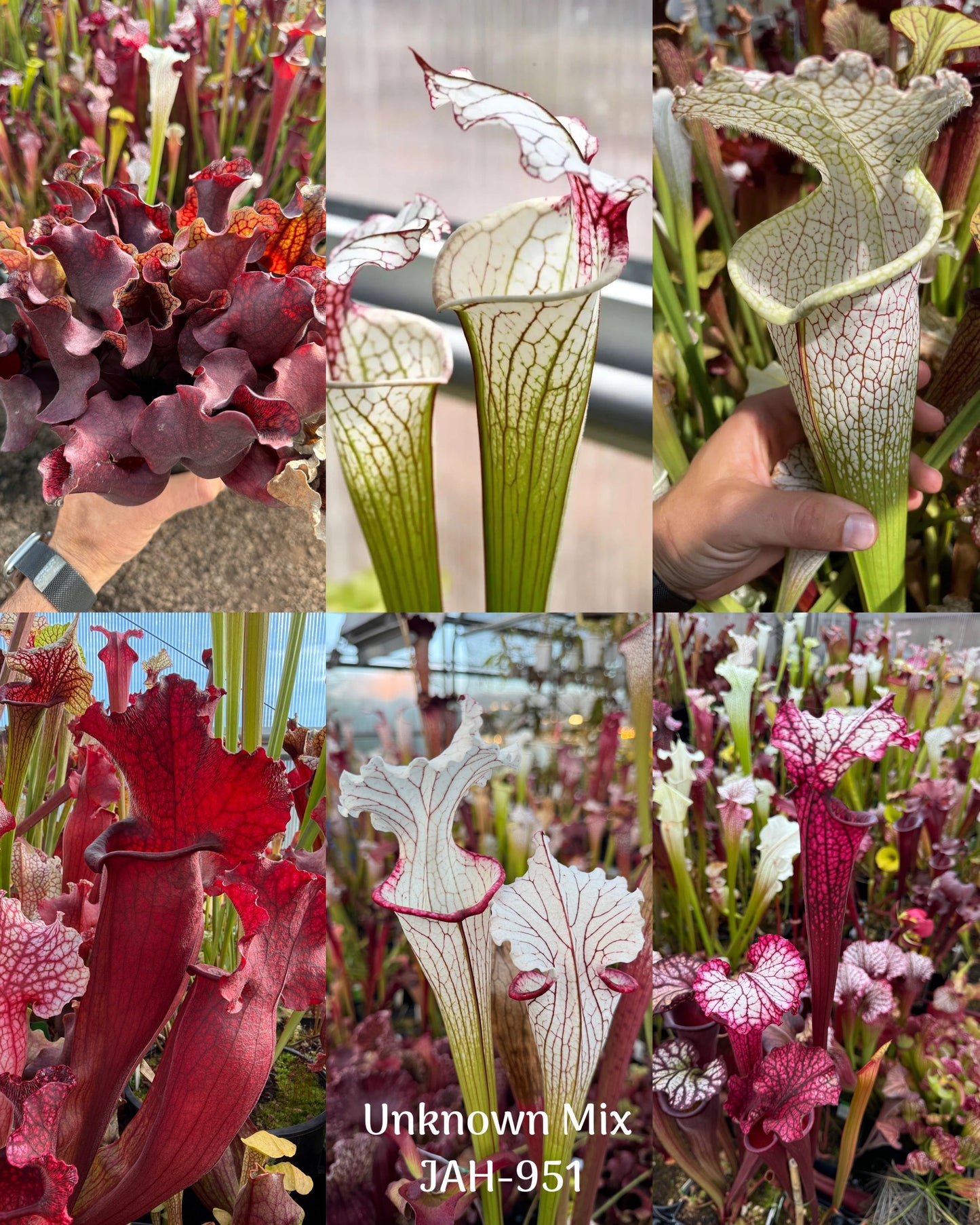 Seed - Sarracenia Mixed