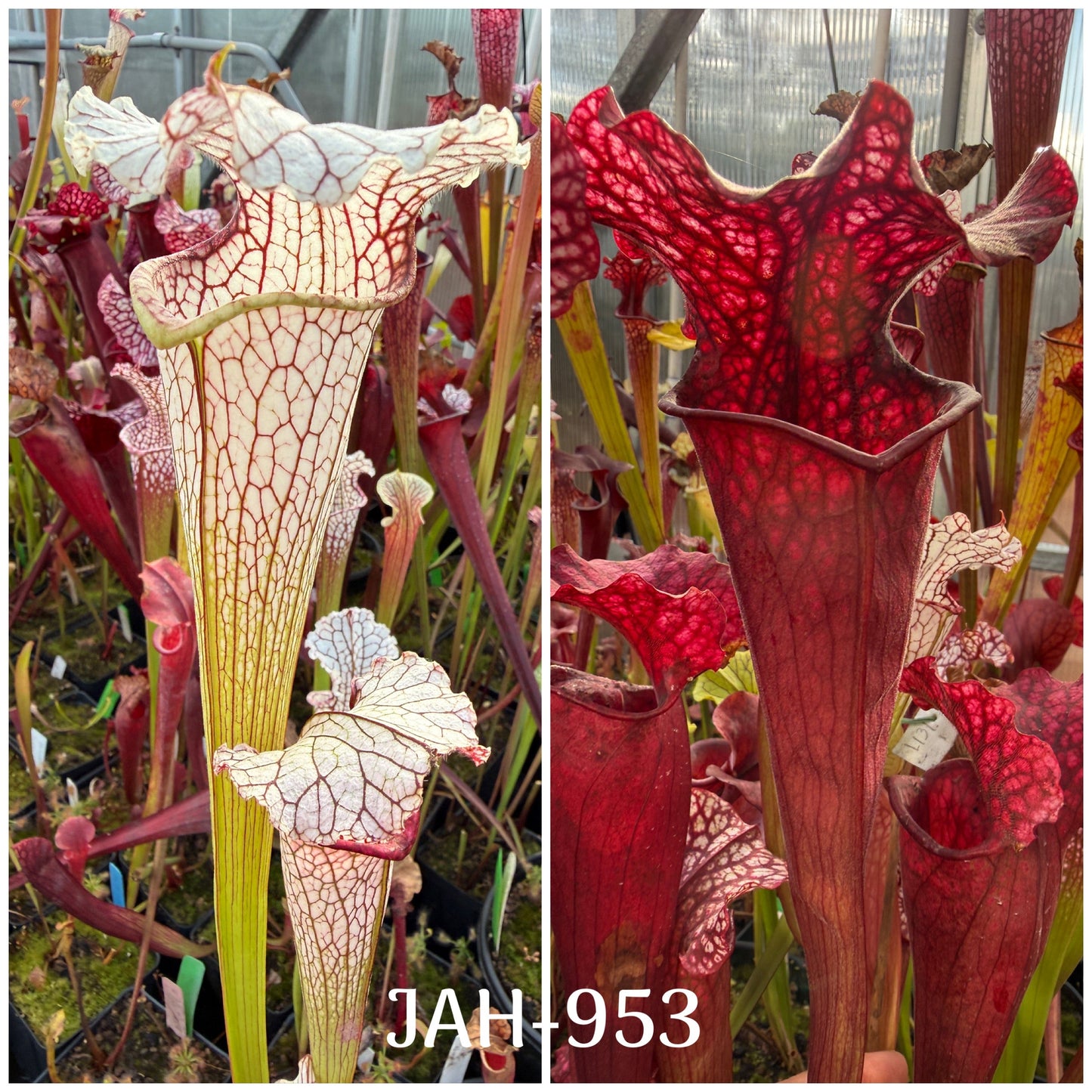 Seed - Sarracenia October Hope x Elaine’s Fire & Ice