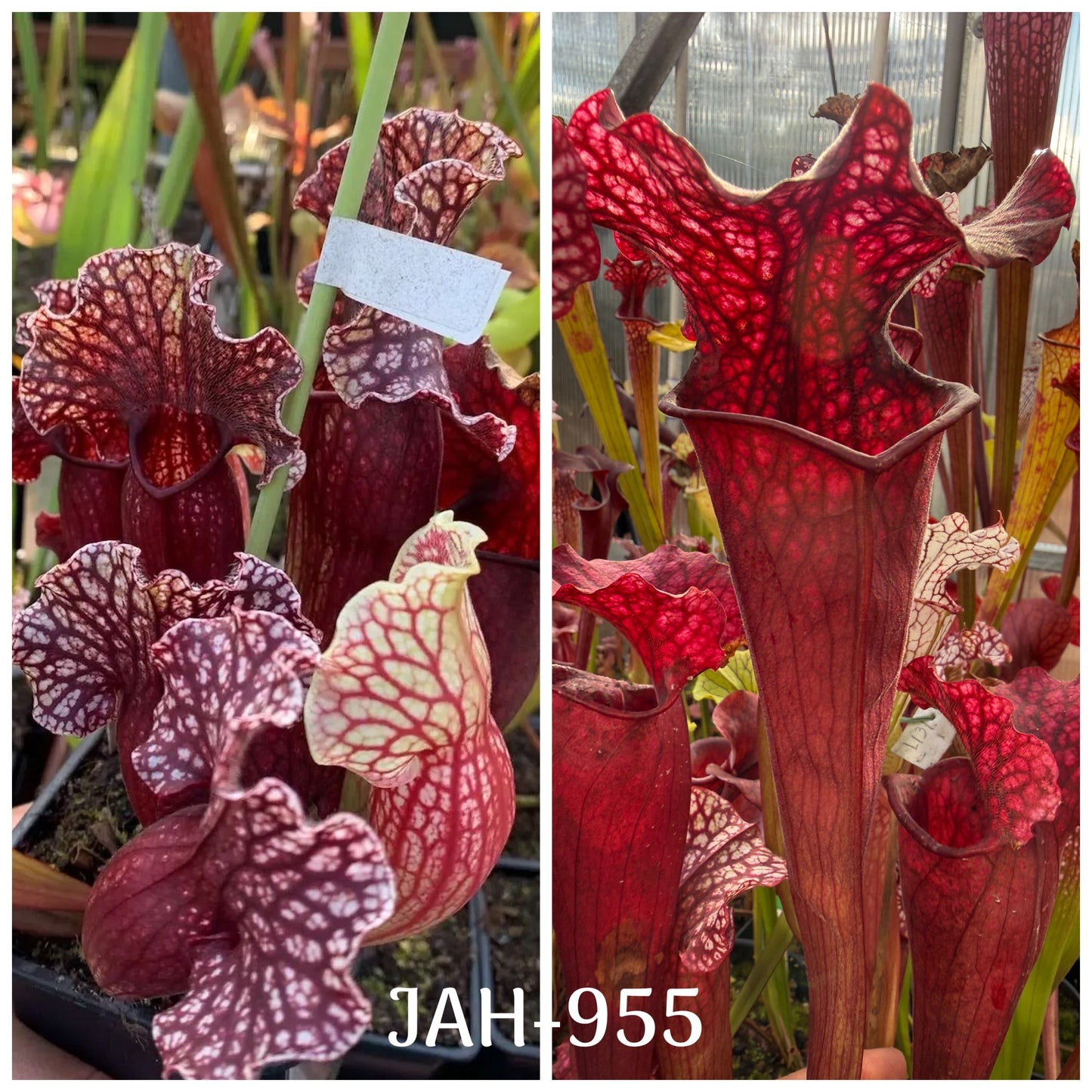 Seed - Sarracenia (Přemysl Otakar I x purp. ssp. venosa var. Montana clone #A) x Elaine’s Fire & Ice