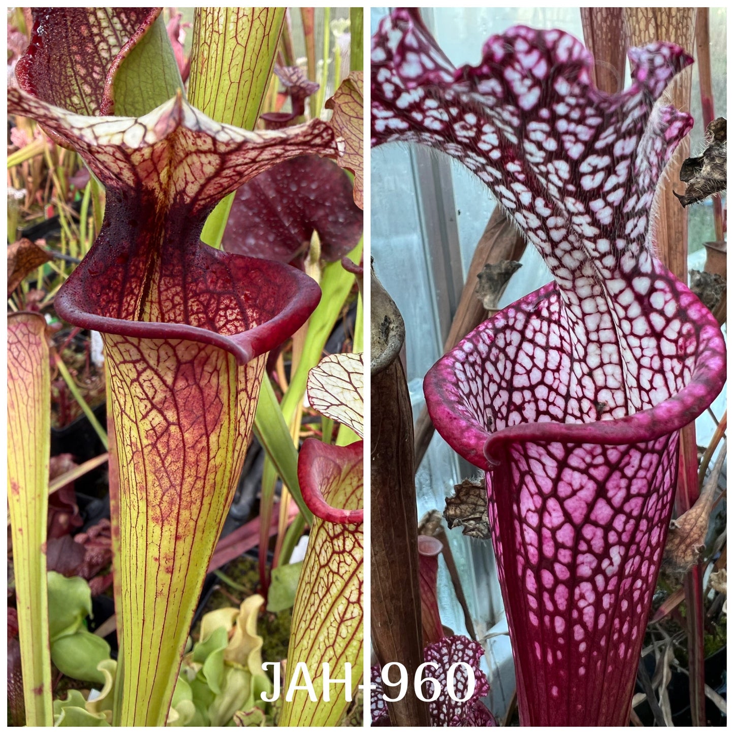 Seed - Sarracenia (Saurus x Legacy Rob C.) x Dionne