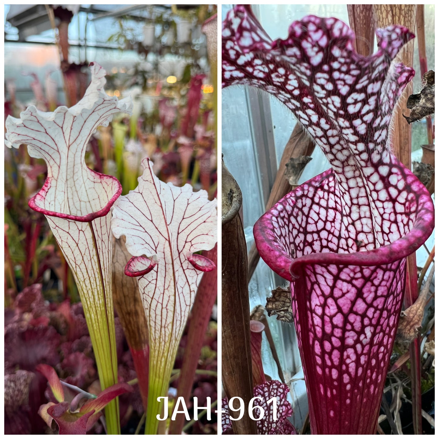 JAH-961 Seed - Sarracenia Top Lady x Dionne