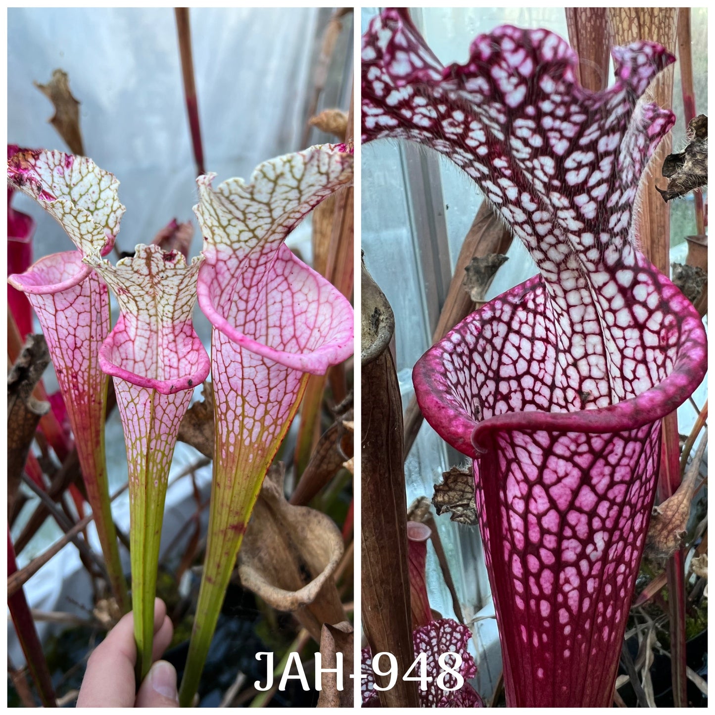 Seed - Sarracenia (leucophylla MK L131 “Ruby Joyce” x var.alba( No. 5) MH, 2013) x Dionne