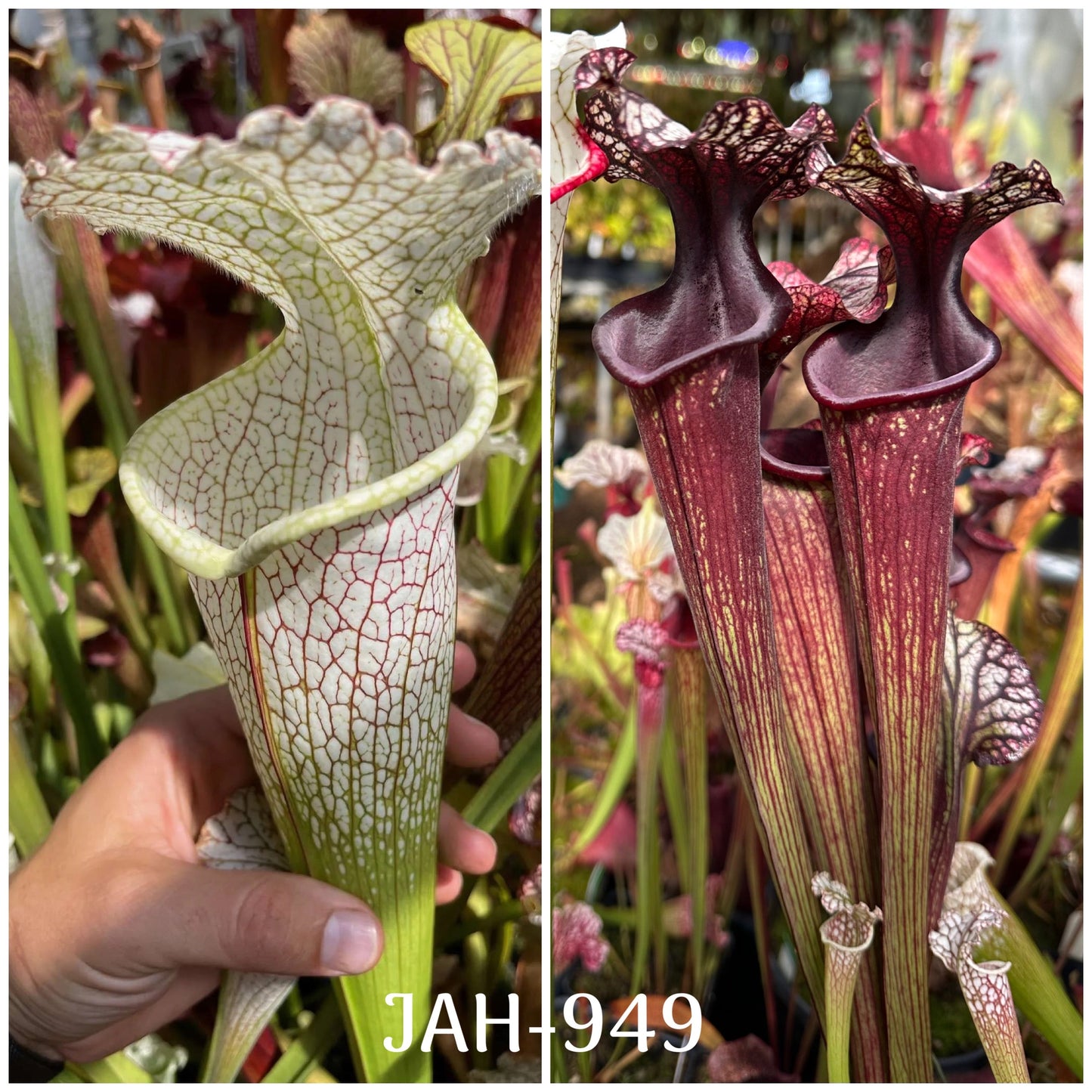 Seed - Sarracenia leucophylla Santa Rosa Pink Veins x Bloody Punch