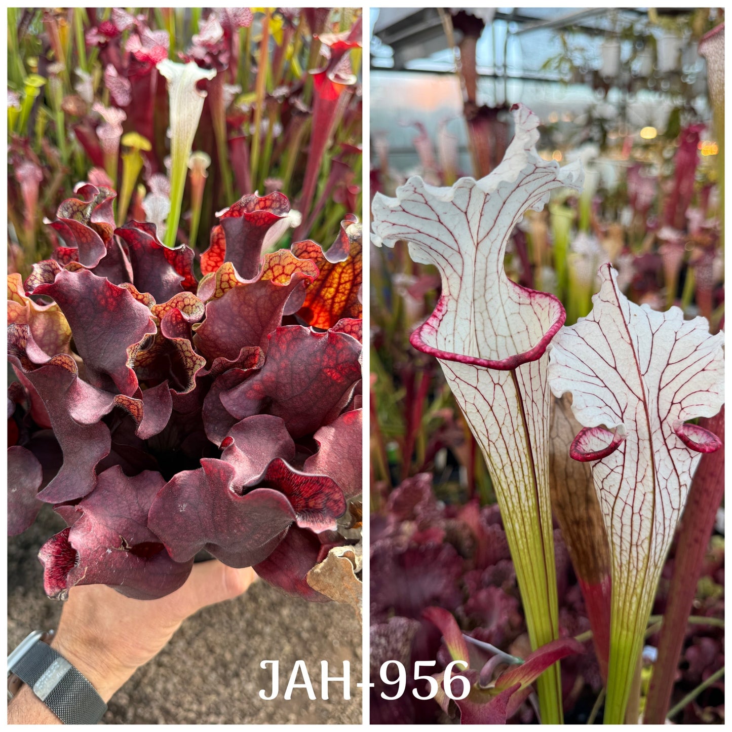 Seed - Sarracenia purpurea DW 1 Big x Top Lady